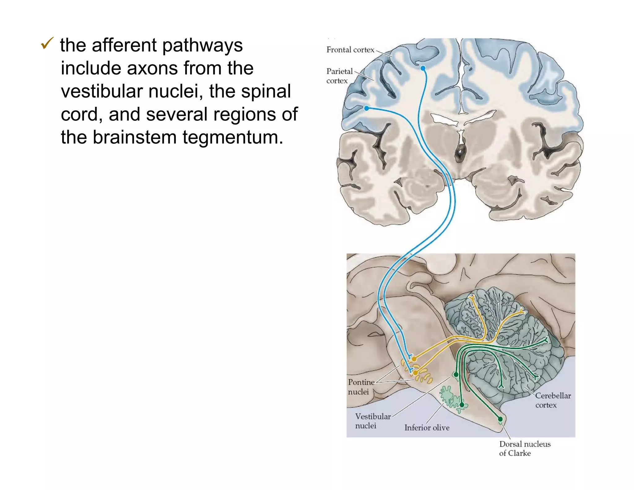  the afferent pathways
  include axons from the
  vestibular nuclei, the spinal
  cord, and several regions of
  the brainstem tegmentum.
 