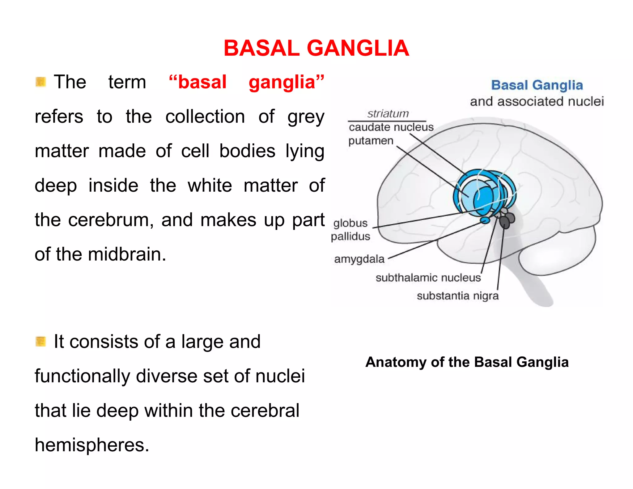 BASAL GANGLIA
  The    term      “basal   ganglia”
refers to the collection of grey
matter made of cell bodies lying
deep inside the white matter of
the cerebrum, and makes up part
of the midbrain.



  It consists of a large and
                                       Anatomy of the Basal Ganglia
functionally diverse set of nuclei
that lie deep within the cerebral
hemispheres.
 
