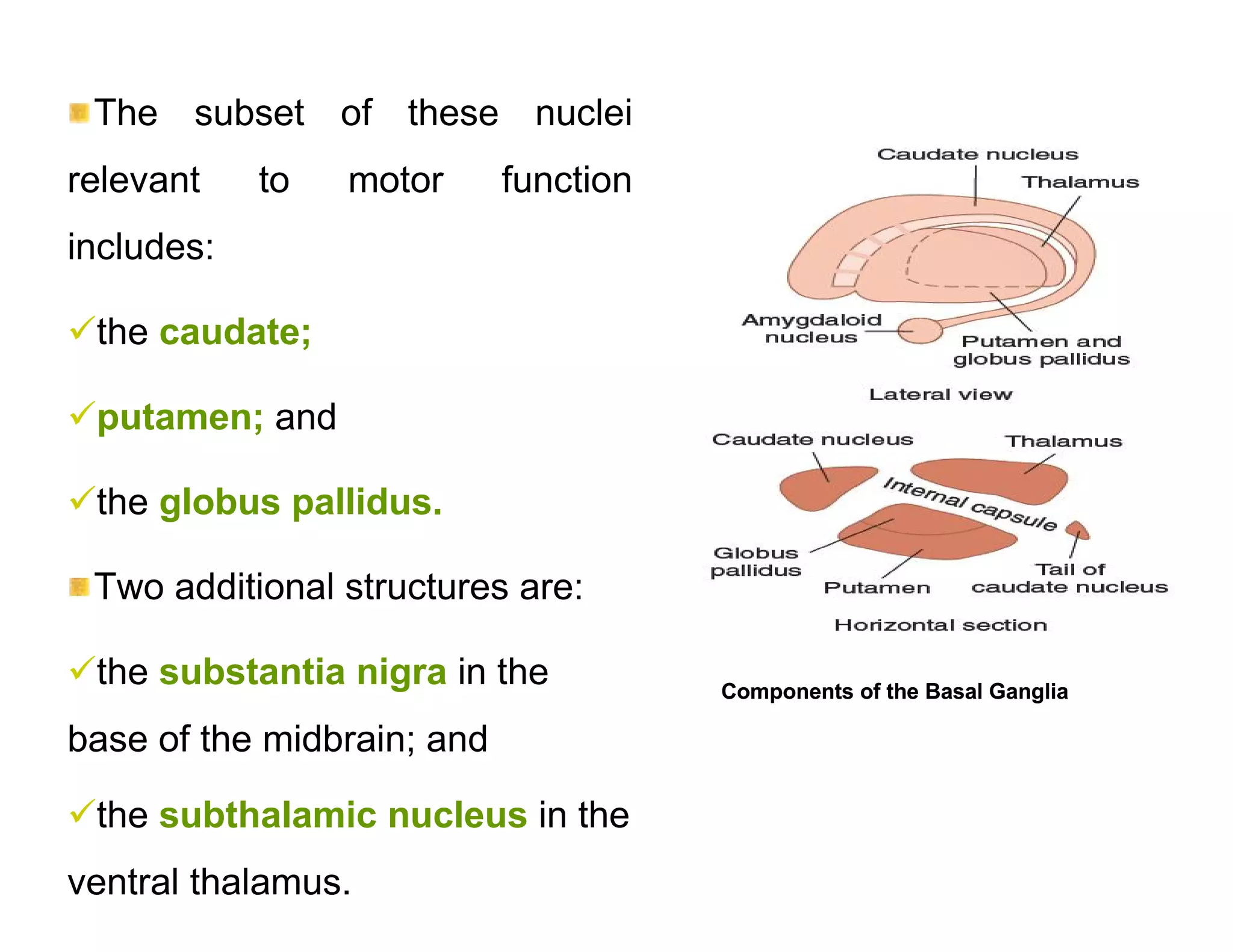 The subset of these nuclei
relevant    to   motor      function
includes:

the caudate;

putamen; and

the globus pallidus.

 Two additional structures are:

the substantia nigra in the           Components of the Basal Ganglia

base of the midbrain; and

the subthalamic nucleus in the
ventral thalamus.
 