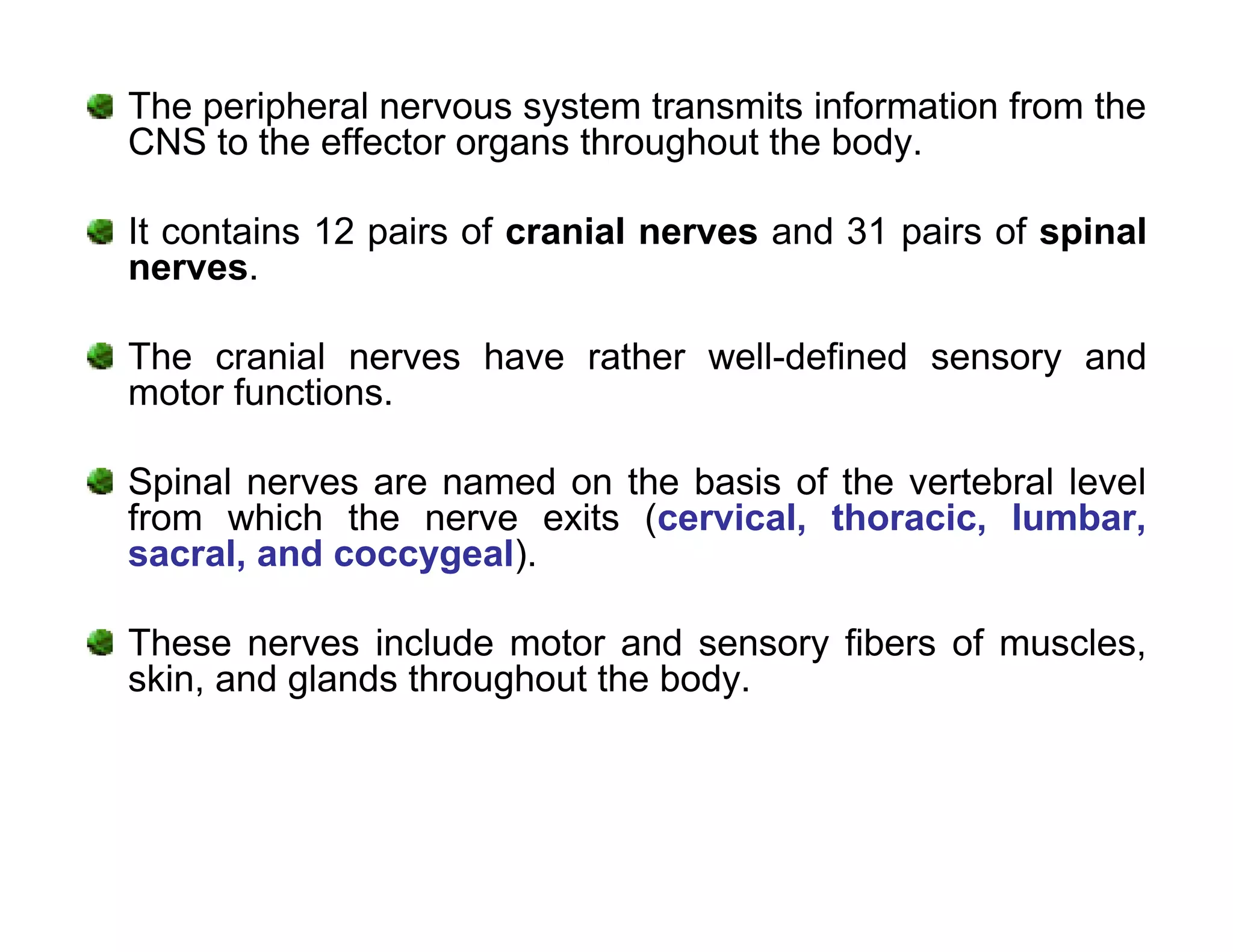 The peripheral nervous system transmits information from the
CNS to the effector organs throughout the body.

It contains 12 pairs of cranial nerves and 31 pairs of spinal
nerves.

The cranial nerves have rather well-defined sensory and
motor functions.

Spinal nerves are named on the basis of the vertebral level
from which the nerve exits (cervical, thoracic, lumbar,
sacral, and coccygeal).

These nerves include motor and sensory fibers of muscles,
skin, and glands throughout the body.
 