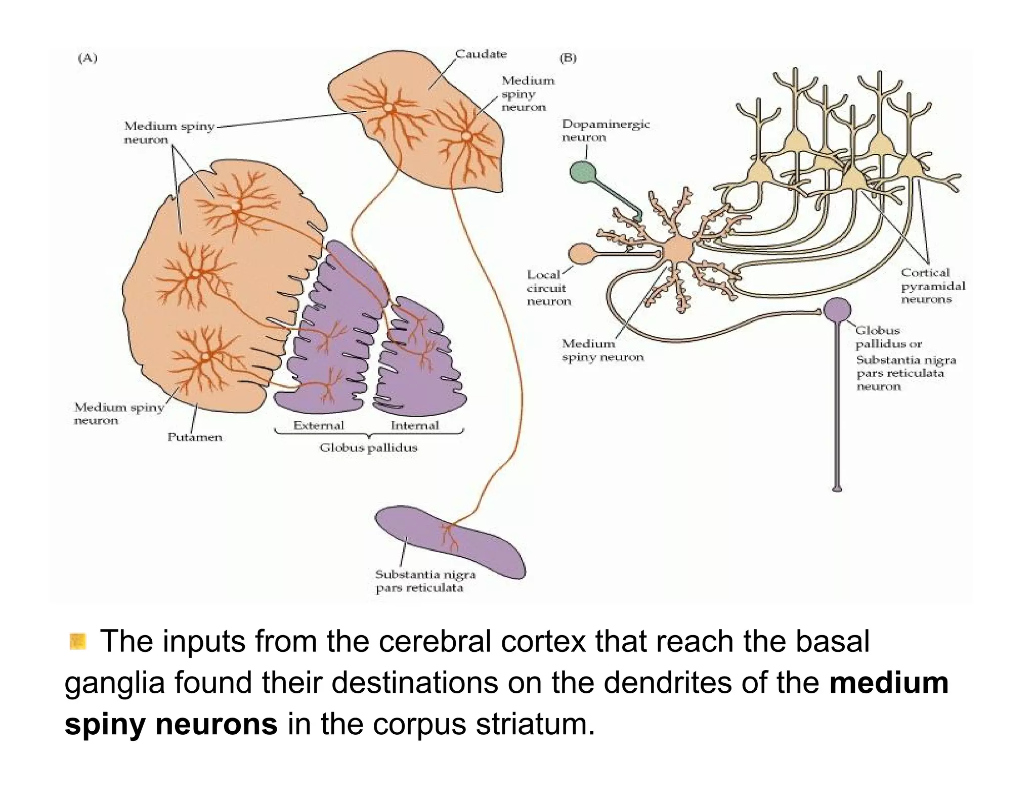 The inputs from the cerebral cortex that reach the basal
ganglia found their destinations on the dendrites of the medium
spiny neurons in the corpus striatum.
 