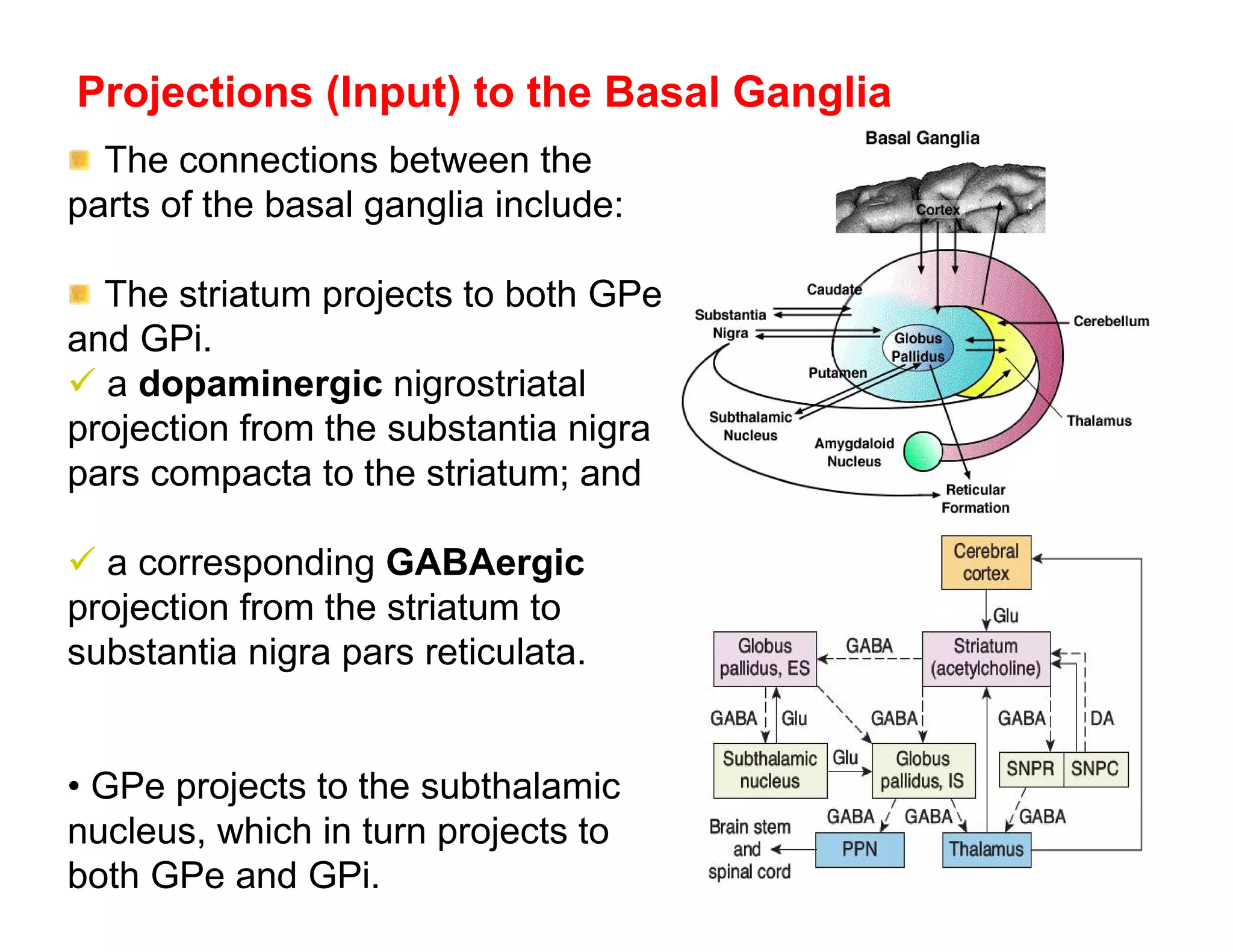 Projections (Input) to the Basal Ganglia
  The connections between the
parts of the basal ganglia include:

  The striatum projects to both GPe
and GPi.
 a dopaminergic nigrostriatal
projection from the substantia nigra
pars compacta to the striatum; and

 a corresponding GABAergic
projection from the striatum to
substantia nigra pars reticulata.


• GPe projects to the subthalamic
nucleus, which in turn projects to
both GPe and GPi.
 