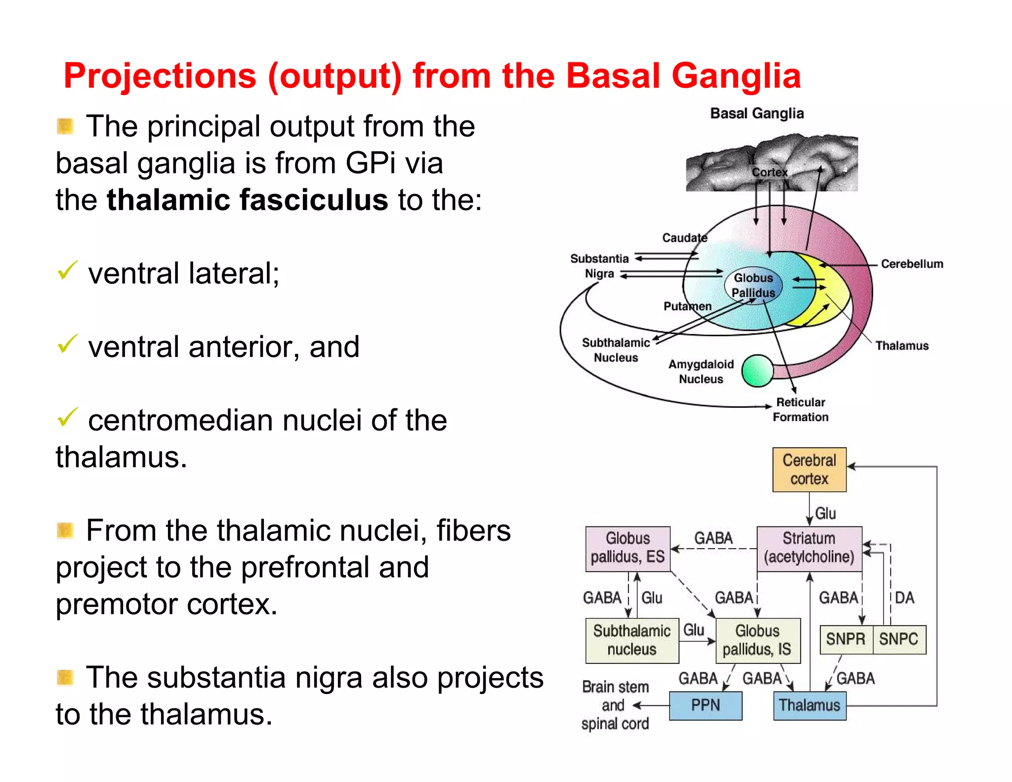 Projections (output) from the Basal Ganglia
  The principal output from the
basal ganglia is from GPi via
the thalamic fasciculus to the:

 ventral lateral;

 ventral anterior, and

 centromedian nuclei of the
thalamus.

  From the thalamic nuclei, fibers
project to the prefrontal and
premotor cortex.

   The substantia nigra also projects
to the thalamus.
 