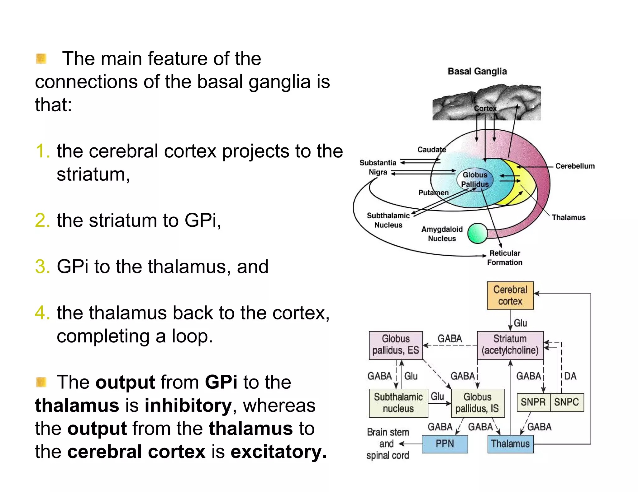 The main feature of the
connections of the basal ganglia is
that:

1. the cerebral cortex projects to the
   striatum,

2. the striatum to GPi,

3. GPi to the thalamus, and

4. the thalamus back to the cortex,
   completing a loop.

   The output from GPi to the
thalamus is inhibitory, whereas
the output from the thalamus to
the cerebral cortex is excitatory.
 