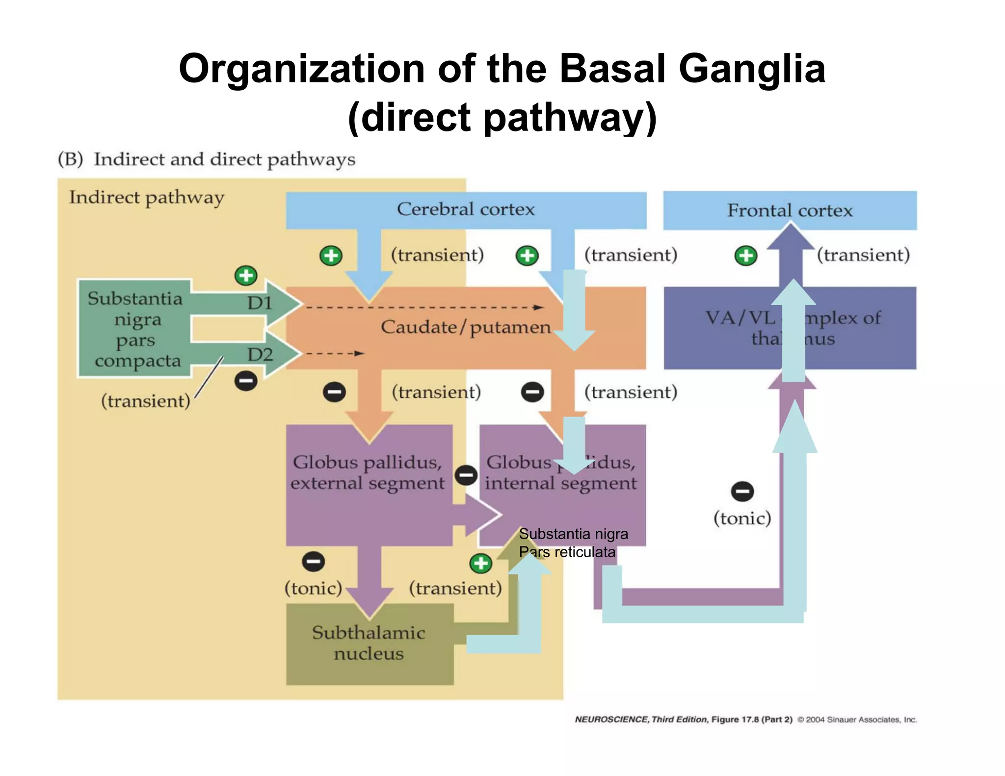Organization of the Basal Ganglia
        (direct pathway)




                 Substantia nigra
                 Pars reticulata
 