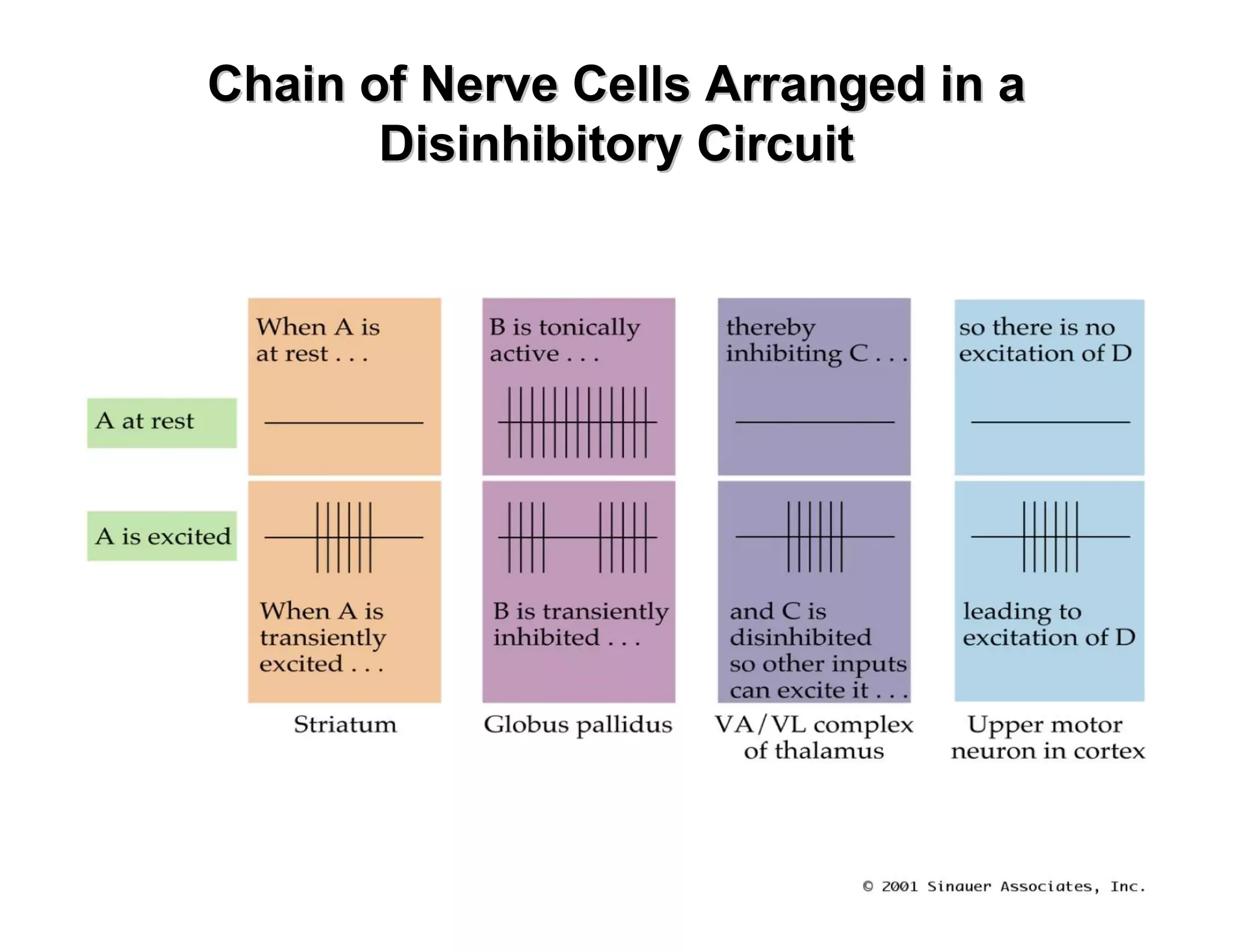 Chain of Nerve Cells Arranged in a
       Disinhibitory Circuit
 
