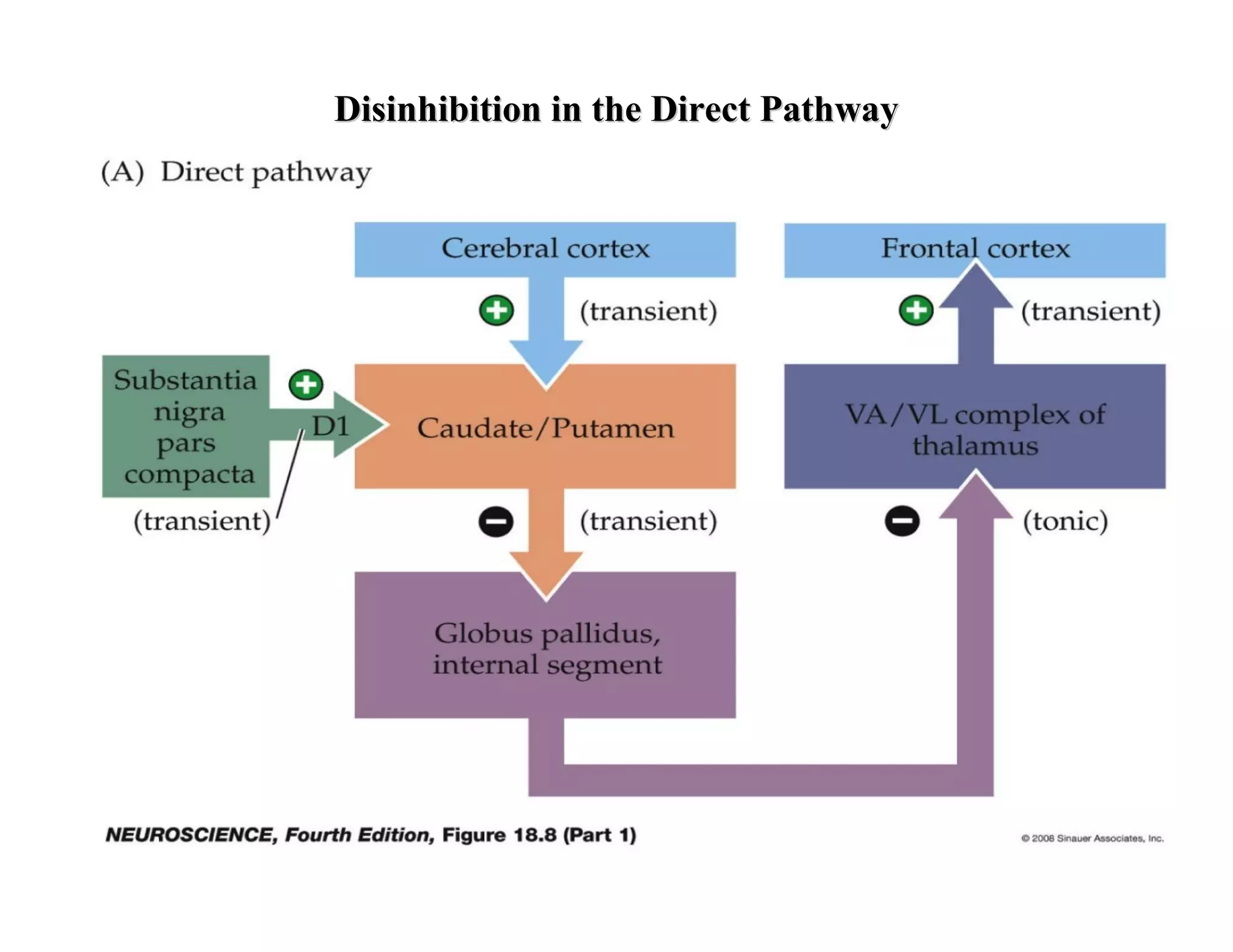 Disinhibition in the Direct Pathway
 