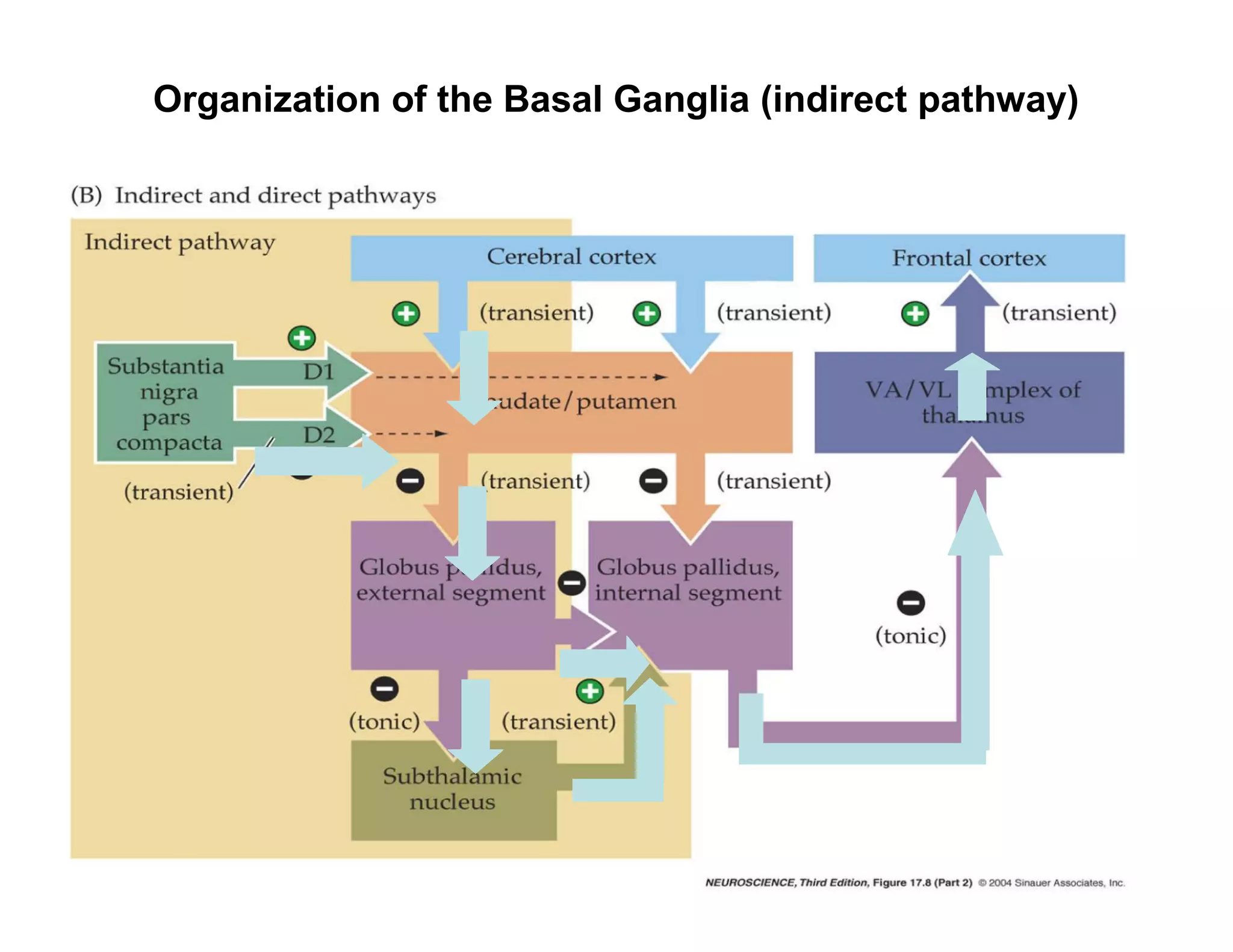 Organization of the Basal Ganglia (indirect pathway)
 