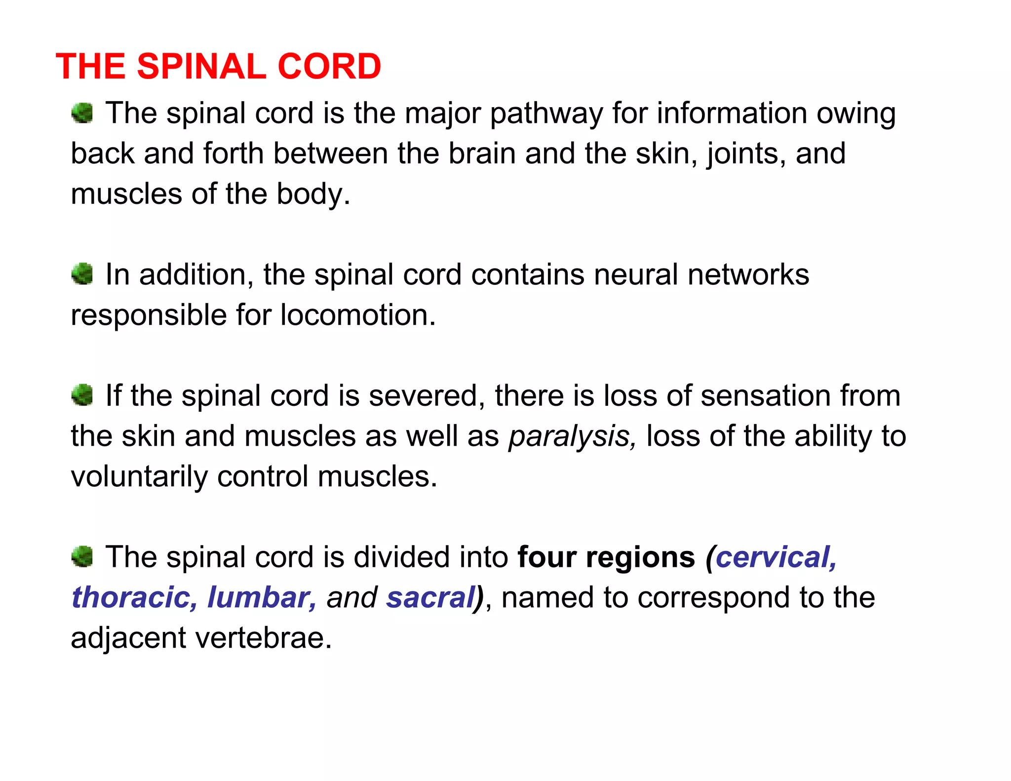 THE SPINAL CORD
  The spinal cord is the major pathway for information owing
back and forth between the brain and the skin, joints, and
muscles of the body.

  In addition, the spinal cord contains neural networks
responsible for locomotion.

   If the spinal cord is severed, there is loss of sensation from
the skin and muscles as well as paralysis, loss of the ability to
voluntarily control muscles.

  The spinal cord is divided into four regions (cervical,
thoracic, lumbar, and sacral), named to correspond to the
adjacent vertebrae.
 