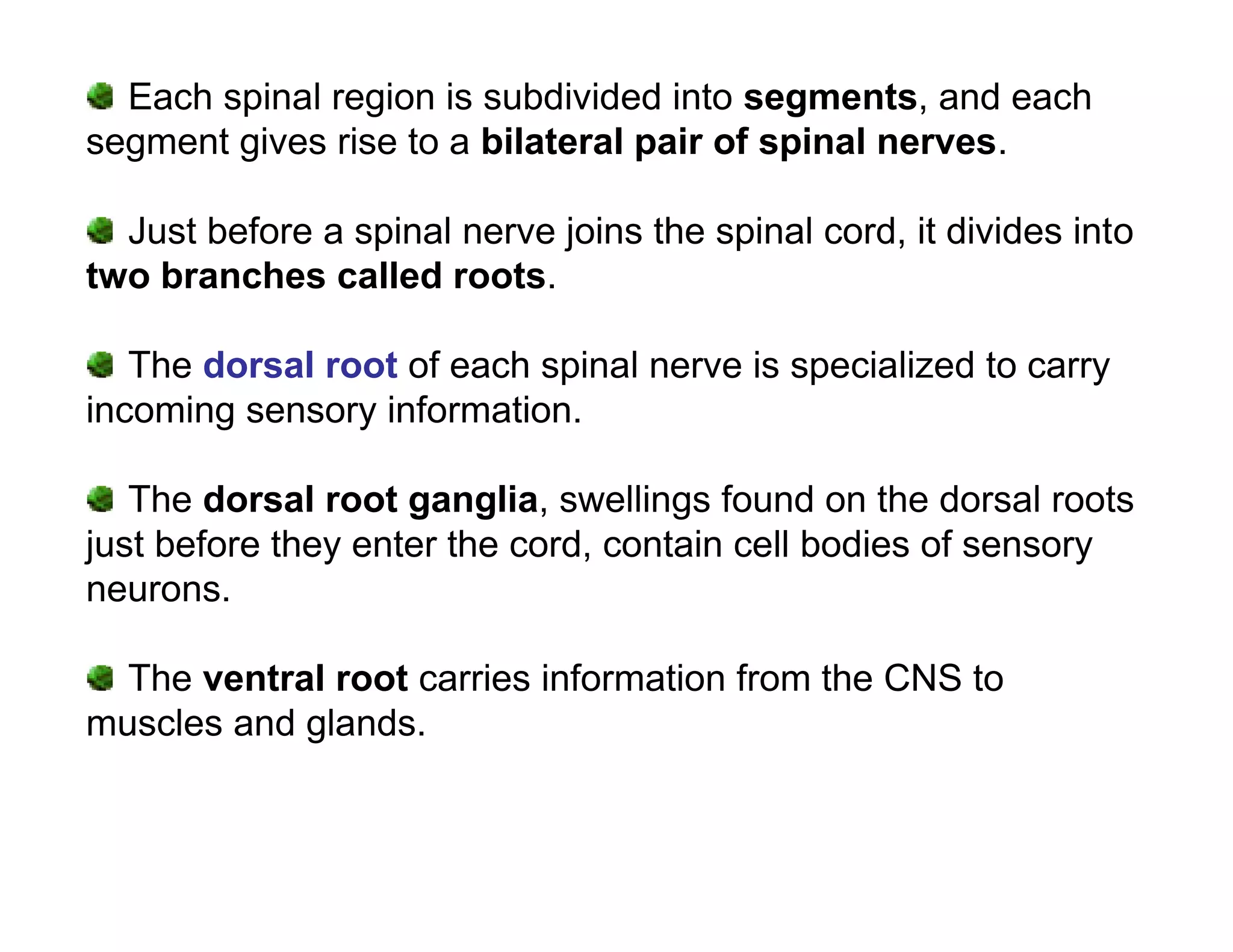 Each spinal region is subdivided into segments, and each
segment gives rise to a bilateral pair of spinal nerves.

  Just before a spinal nerve joins the spinal cord, it divides into
two branches called roots.

   The dorsal root of each spinal nerve is specialized to carry
incoming sensory information.

   The dorsal root ganglia, swellings found on the dorsal roots
just before they enter the cord, contain cell bodies of sensory
neurons.

  The ventral root carries information from the CNS to
muscles and glands.
 