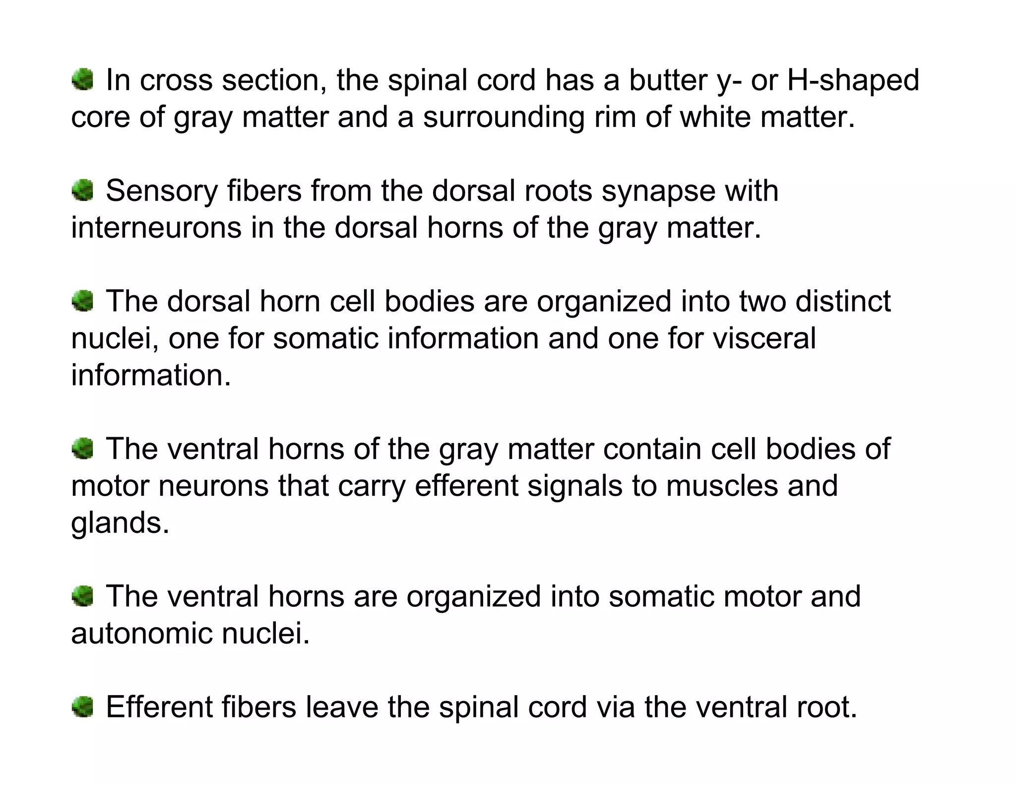 In cross section, the spinal cord has a butter y- or H-shaped
core of gray matter and a surrounding rim of white matter.

   Sensory fibers from the dorsal roots synapse with
interneurons in the dorsal horns of the gray matter.

   The dorsal horn cell bodies are organized into two distinct
nuclei, one for somatic information and one for visceral
information.

   The ventral horns of the gray matter contain cell bodies of
motor neurons that carry efferent signals to muscles and
glands.

  The ventral horns are organized into somatic motor and
autonomic nuclei.

  Efferent fibers leave the spinal cord via the ventral root.
 