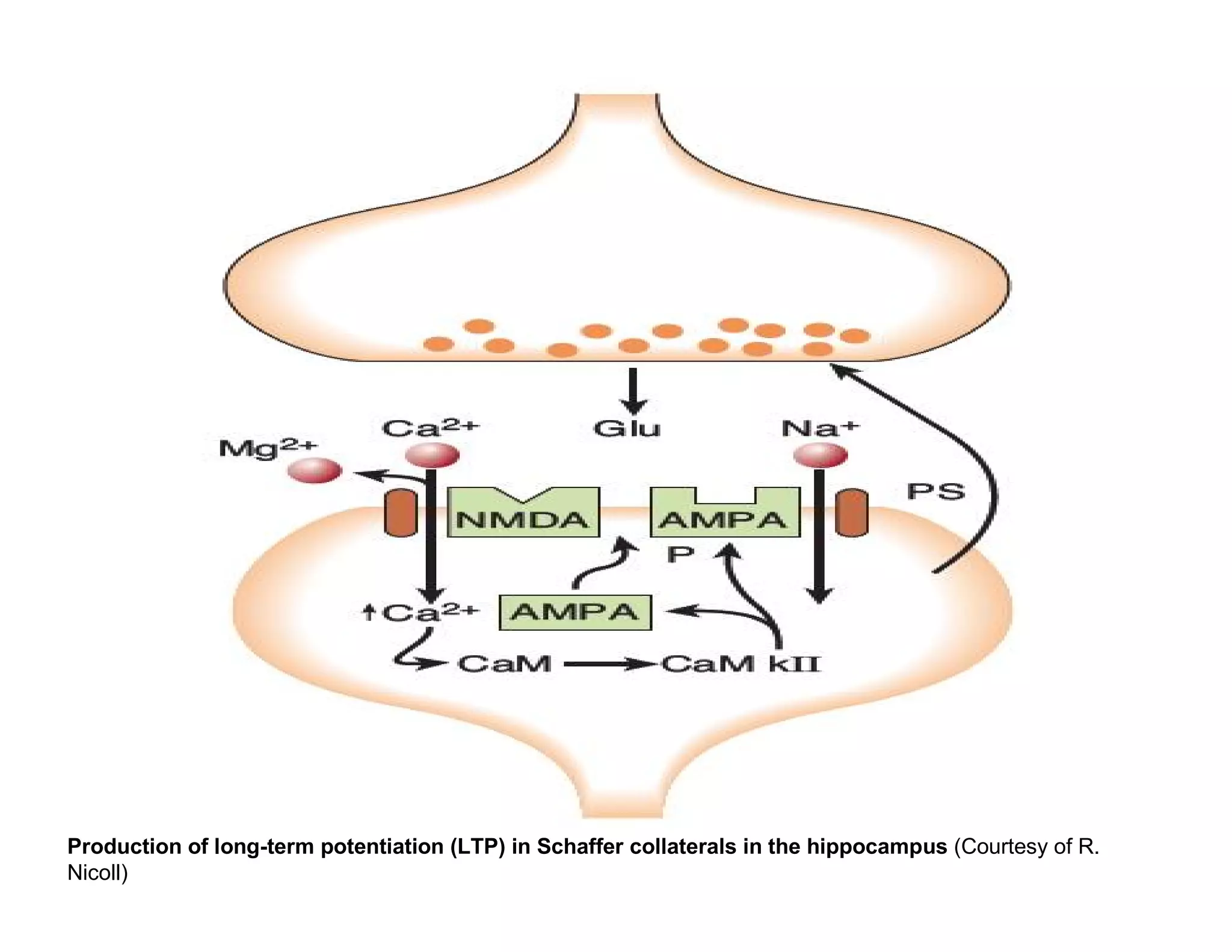 Production of long-term potentiation (LTP) in Schaffer collaterals in the hippocampus (Courtesy of R.
Nicoll)
 