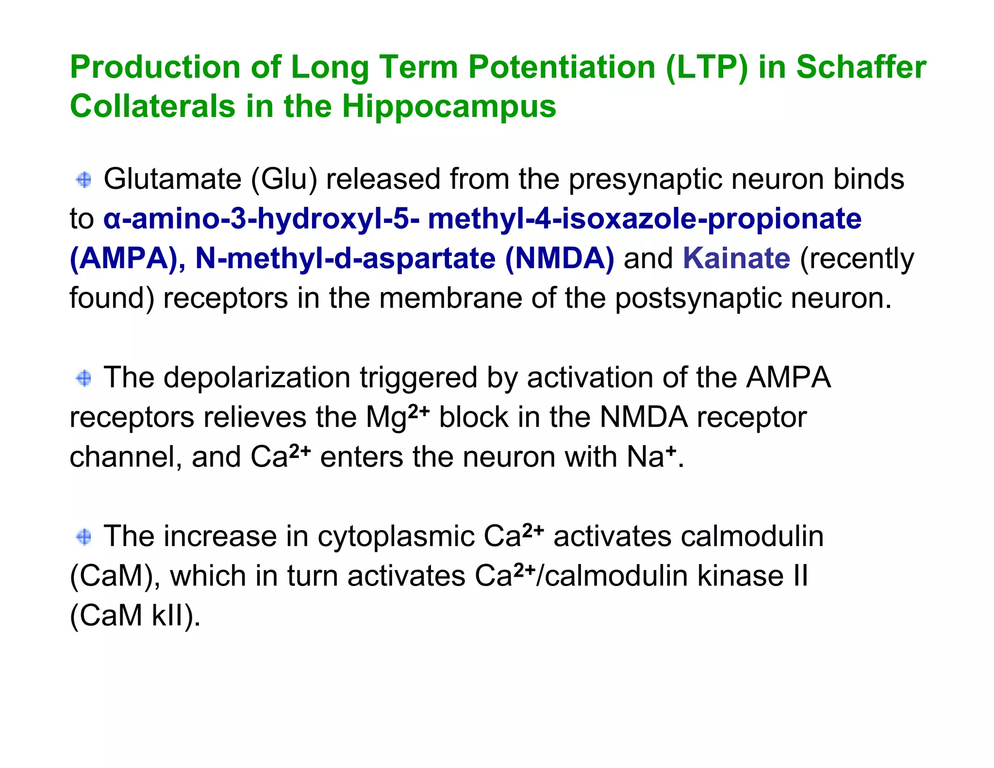 Production of Long Term Potentiation (LTP) in Schaffer
Collaterals in the Hippocampus

   Glutamate (Glu) released from the presynaptic neuron binds
to α-amino-3-hydroxyl-5- methyl-4-isoxazole-propionate
(AMPA), N-methyl-d-aspartate (NMDA) and Kainate (recently
found) receptors in the membrane of the postsynaptic neuron.

  The depolarization triggered by activation of the AMPA
receptors relieves the Mg2+ block in the NMDA receptor
channel, and Ca2+ enters the neuron with Na+.

  The increase in cytoplasmic Ca2+ activates calmodulin
(CaM), which in turn activates Ca2+/calmodulin kinase II
(CaM kII).
 