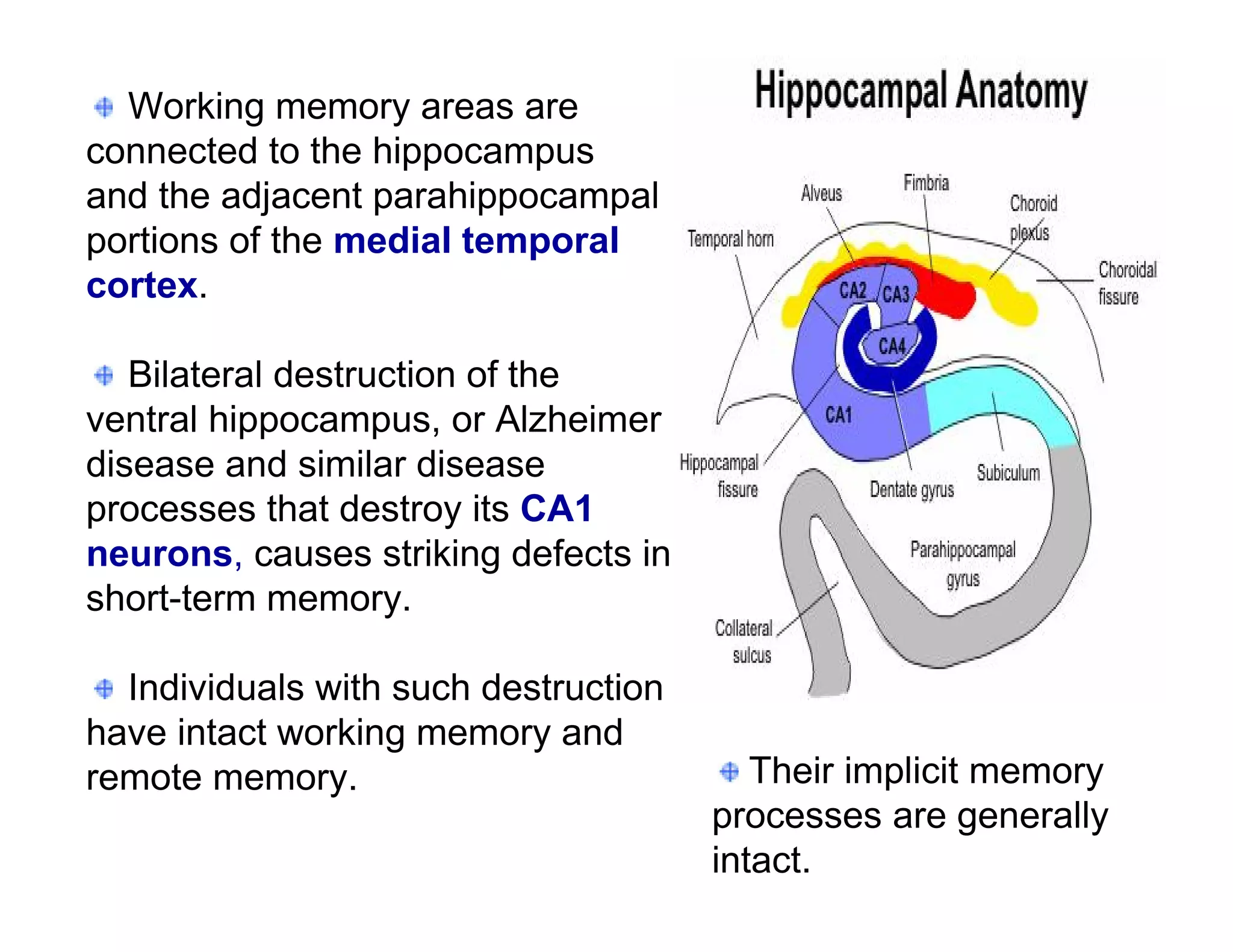 Working memory areas are
connected to the hippocampus
and the adjacent parahippocampal
portions of the medial temporal
cortex.

   Bilateral destruction of the
ventral hippocampus, or Alzheimer
disease and similar disease
processes that destroy its CA1
neurons, causes striking defects in
short-term memory.

  Individuals with such destruction
have intact working memory and
remote memory.                           Their implicit memory
                                      processes are generally
                                      intact.
 