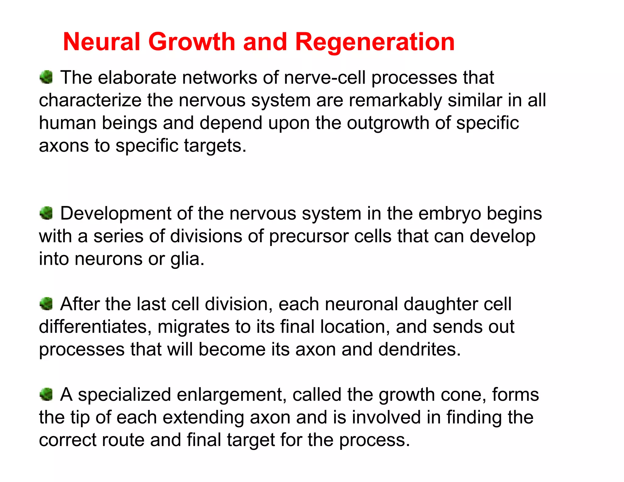 Neural Growth and Regeneration
  The elaborate networks of nerve-cell processes that
characterize the nervous system are remarkably similar in all
human beings and depend upon the outgrowth of specific
axons to specific targets.


   Development of the nervous system in the embryo begins
with a series of divisions of precursor cells that can develop
into neurons or glia.

   After the last cell division, each neuronal daughter cell
differentiates, migrates to its final location, and sends out
processes that will become its axon and dendrites.

   A specialized enlargement, called the growth cone, forms
the tip of each extending axon and is involved in finding the
correct route and final target for the process.
 
