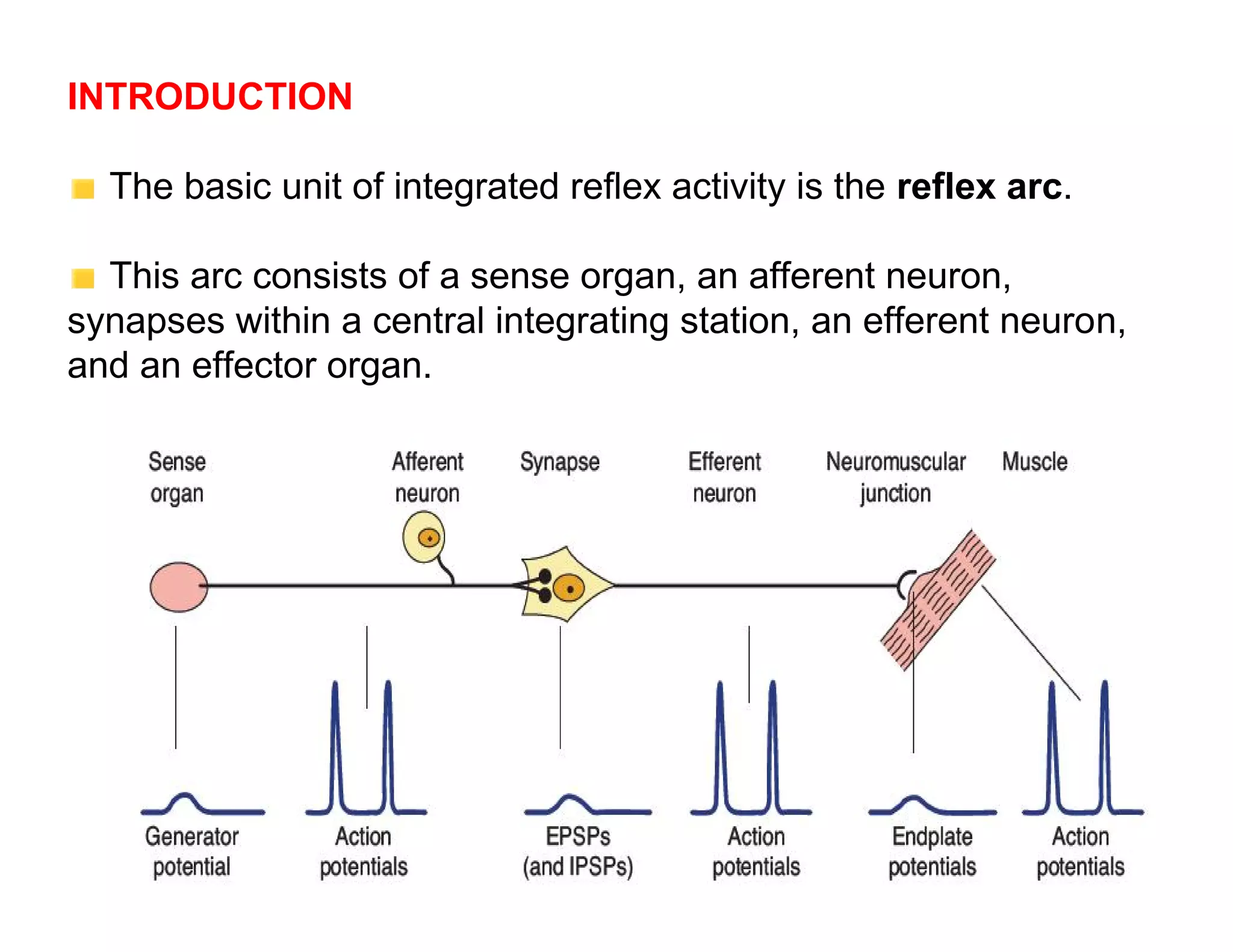 INTRODUCTION

  The basic unit of integrated reflex activity is the reflex arc.

  This arc consists of a sense organ, an afferent neuron,
synapses within a central integrating station, an efferent neuron,
and an effector organ.
 
