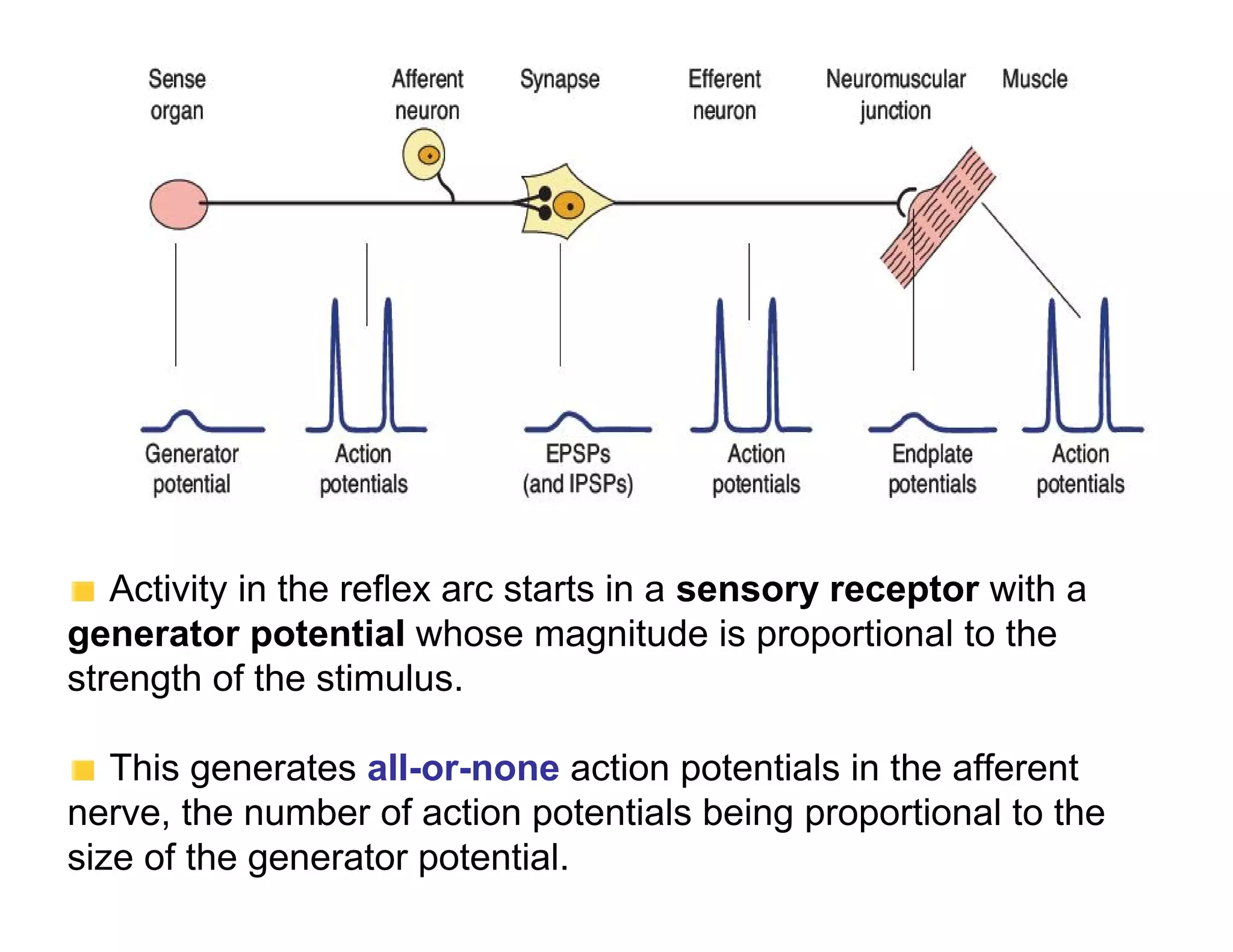 Activity in the reflex arc starts in a sensory receptor with a
generator potential whose magnitude is proportional to the
strength of the stimulus.

   This generates all-or-none action potentials in the afferent
nerve, the number of action potentials being proportional to the
size of the generator potential.
 