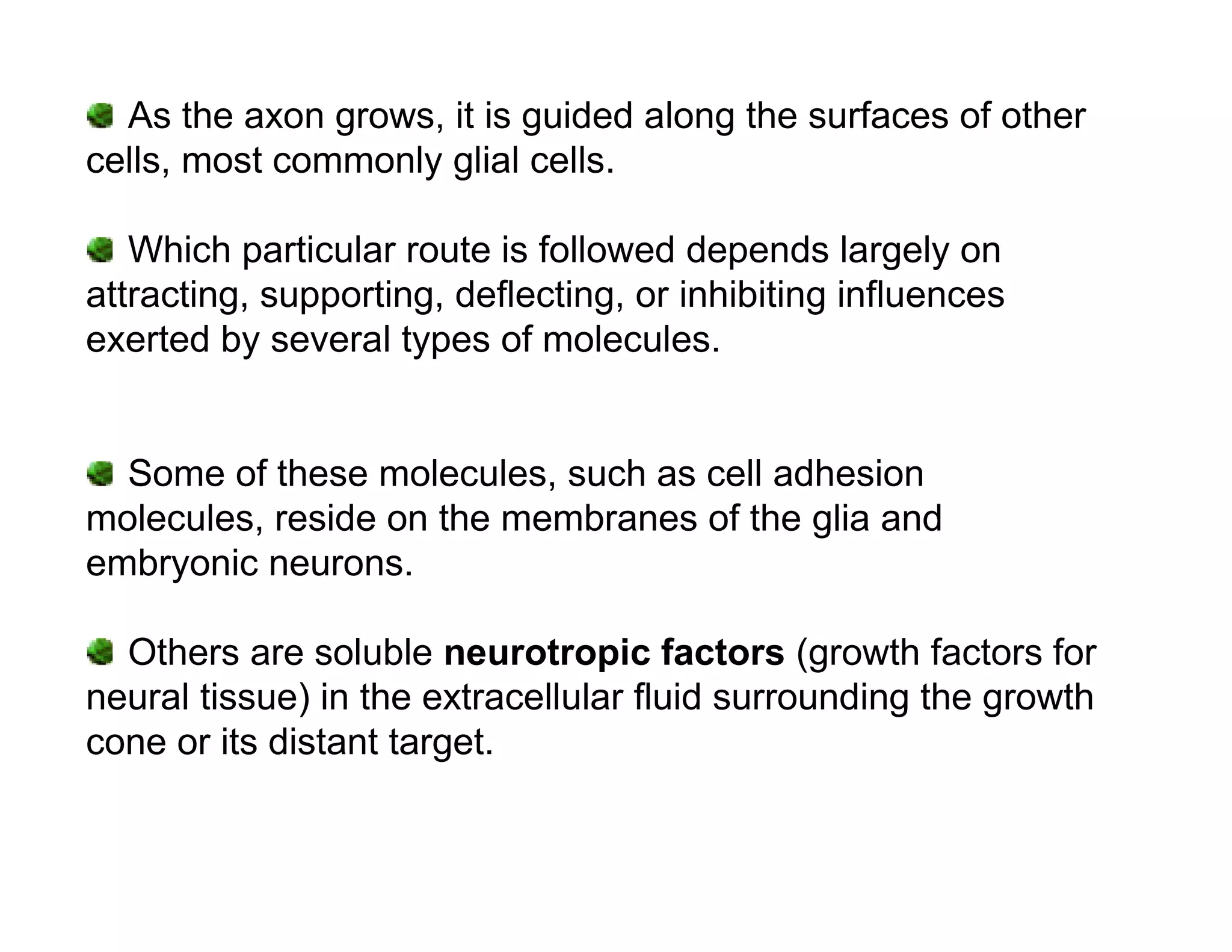As the axon grows, it is guided along the surfaces of other
cells, most commonly glial cells.

   Which particular route is followed depends largely on
attracting, supporting, deflecting, or inhibiting influences
exerted by several types of molecules.


  Some of these molecules, such as cell adhesion
molecules, reside on the membranes of the glia and
embryonic neurons.

  Others are soluble neurotropic factors (growth factors for
neural tissue) in the extracellular fluid surrounding the growth
cone or its distant target.
 