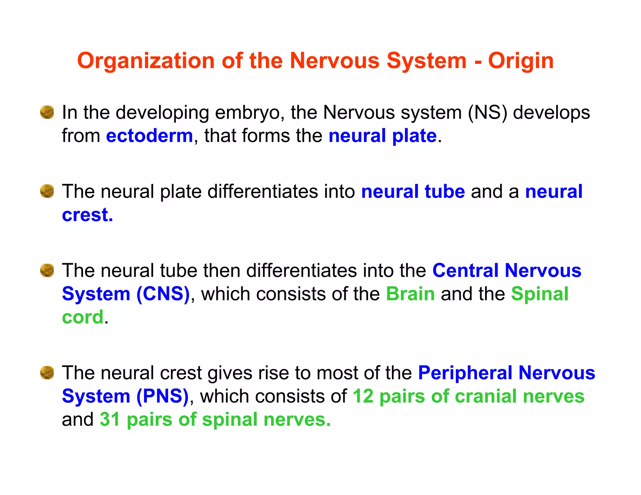 Organization of the Nervous System - Origin

In the developing embryo, the Nervous system (NS) develops
from ectoderm, that forms the neural plate.

The neural plate differentiates into neural tube and a neural
crest.

The neural tube then differentiates into the Central Nervous
System (CNS), which consists of the Brain and the Spinal
cord.

The neural crest gives rise to most of the Peripheral Nervous
System (PNS), which consists of 12 pairs of cranial nerves
and 31 pairs of spinal nerves.
 