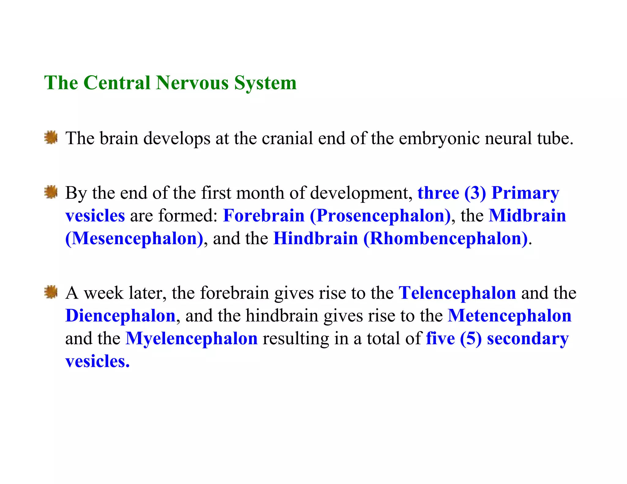 The Central Nervous System

  The brain develops at the cranial end of the embryonic neural tube.

  By the end of the first month of development, three (3) Primary
  vesicles are formed: Forebrain (Prosencephalon), the Midbrain
  (Mesencephalon), and the Hindbrain (Rhombencephalon).

  A week later, the forebrain gives rise to the Telencephalon and the
  Diencephalon, and the hindbrain gives rise to the Metencephalon
  and the Myelencephalon resulting in a total of five (5) secondary
  vesicles.
 