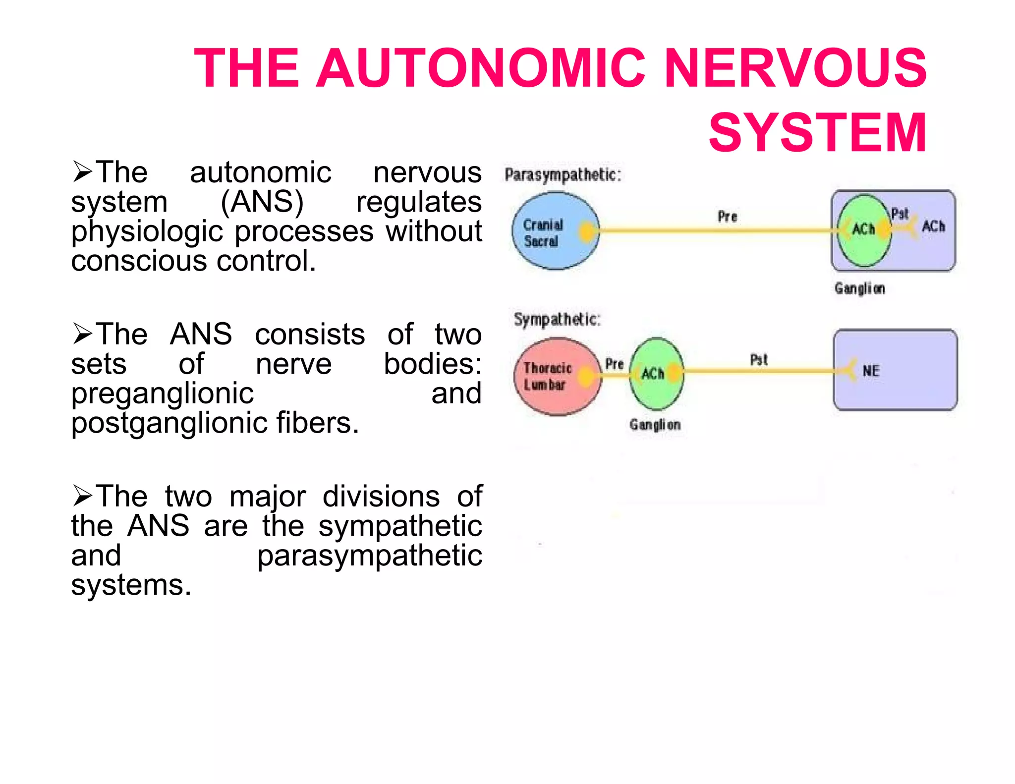 THE AUTONOMIC NERVOUS
                       SYSTEM
The autonomic nervous
system     (ANS)    regulates
physiologic processes without
conscious control.

The ANS consists of two
sets   of     nerve    bodies:
preganglionic             and
postganglionic fibers.

The two major divisions of
the ANS are the sympathetic
and         parasympathetic
systems.
 