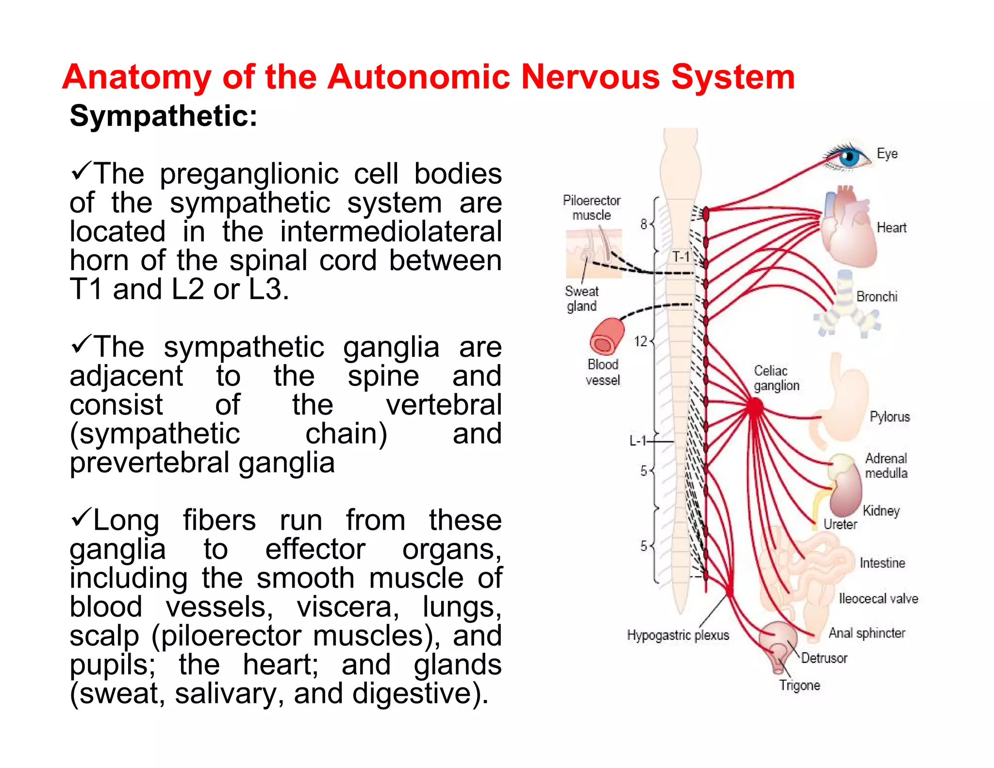 Anatomy of the Autonomic Nervous System
Sympathetic:
The preganglionic cell bodies
of the sympathetic system are
located in the intermediolateral
horn of the spinal cord between
T1 and L2 or L3.
The sympathetic ganglia are
adjacent to the spine and
consist    of   the    vertebral
(sympathetic     chain)     and
prevertebral ganglia
Long fibers run from these
ganglia to effector organs,
including the smooth muscle of
blood vessels, viscera, lungs,
scalp (piloerector muscles), and
pupils; the heart; and glands
(sweat, salivary, and digestive).
 