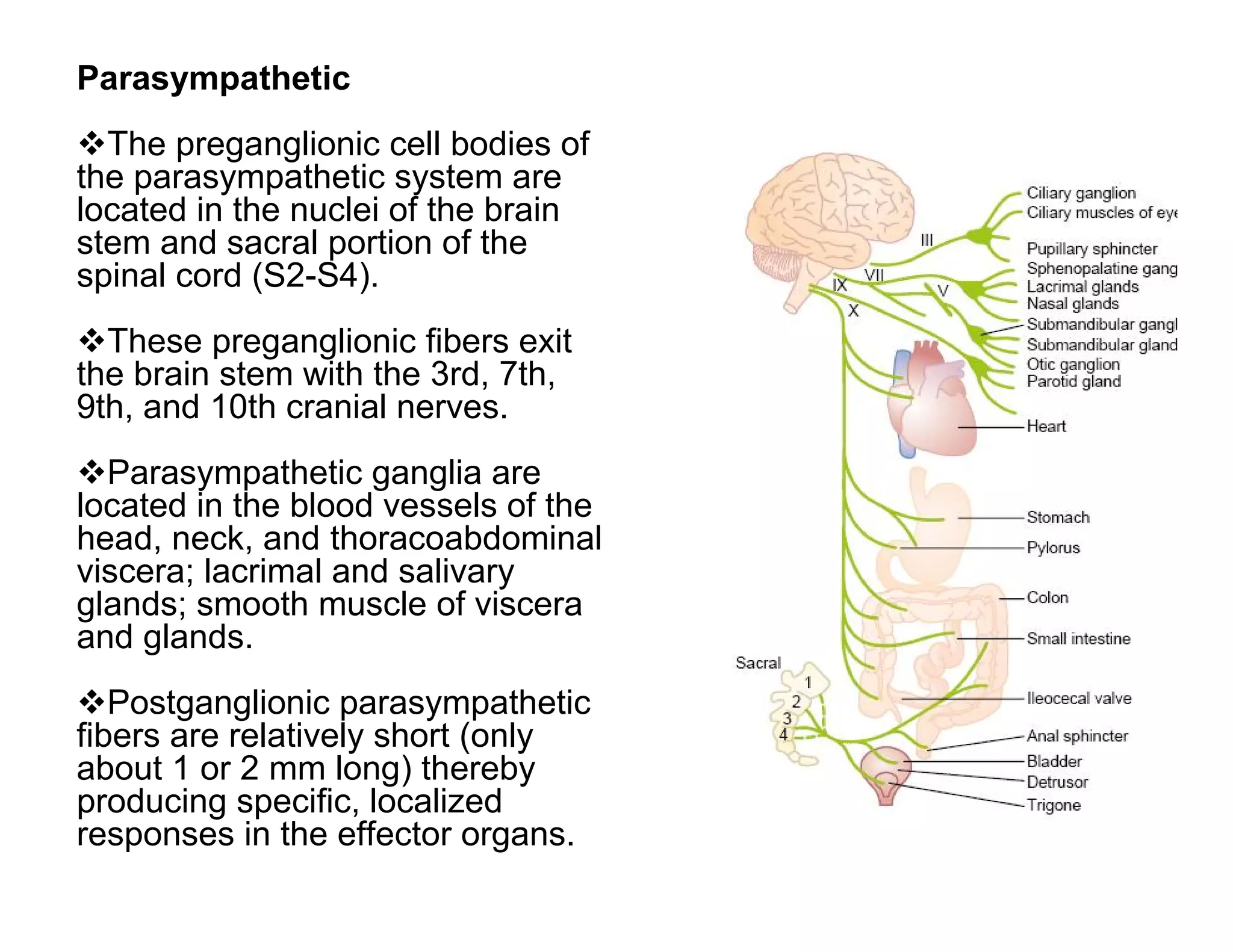Parasympathetic
The preganglionic cell bodies of
the parasympathetic system are
located in the nuclei of the brain
stem and sacral portion of the
spinal cord (S2-S4).
These preganglionic fibers exit
the brain stem with the 3rd, 7th,
9th, and 10th cranial nerves.
Parasympathetic ganglia are
located in the blood vessels of the
head, neck, and thoracoabdominal
viscera; lacrimal and salivary
glands; smooth muscle of viscera
and glands.
Postganglionic parasympathetic
fibers are relatively short (only
about 1 or 2 mm long) thereby
producing specific, localized
responses in the effector organs.
 