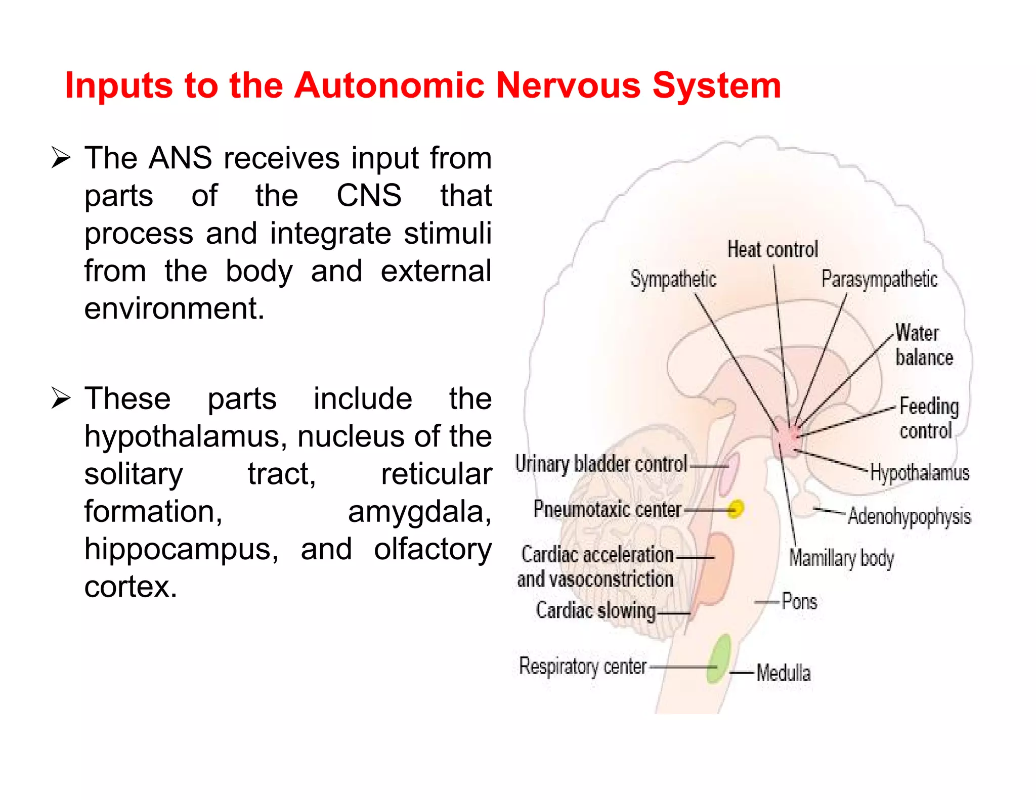 Inputs to the Autonomic Nervous System
 The ANS receives input from
  parts of the CNS that
  process and integrate stimuli
  from the body and external
  environment.

 These parts include the
  hypothalamus, nucleus of the
  solitary   tract,   reticular
  formation,        amygdala,
  hippocampus, and olfactory
  cortex.
 