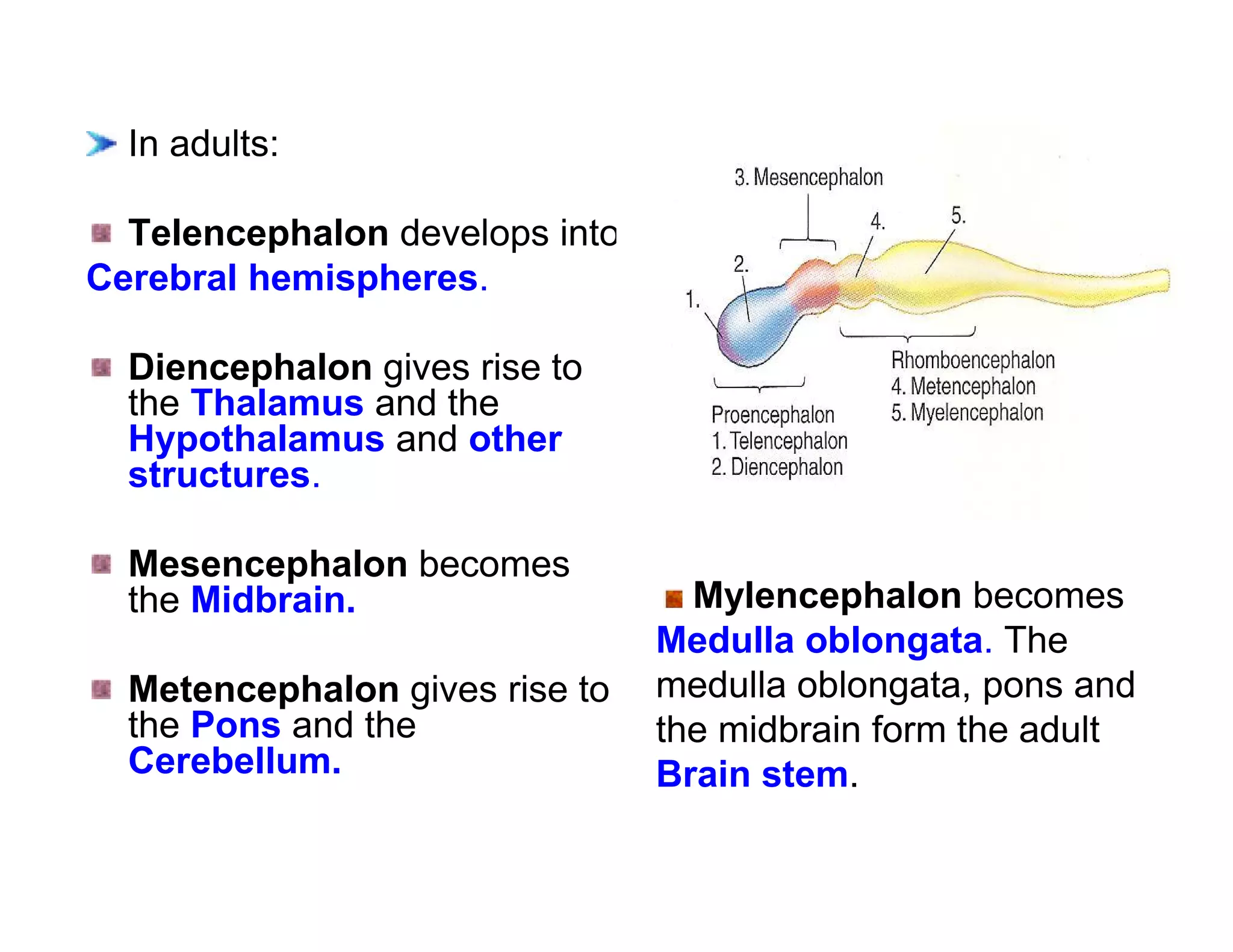 In adults:

  Telencephalon develops into
Cerebral hemispheres.

  Diencephalon gives rise to
  the Thalamus and the
  Hypothalamus and other
  structures.

  Mesencephalon becomes
  the Midbrain.                   Mylencephalon becomes
                                Medulla oblongata. The
  Metencephalon gives rise to   medulla oblongata, pons and
  the Pons and the              the midbrain form the adult
  Cerebellum.                   Brain stem.
 