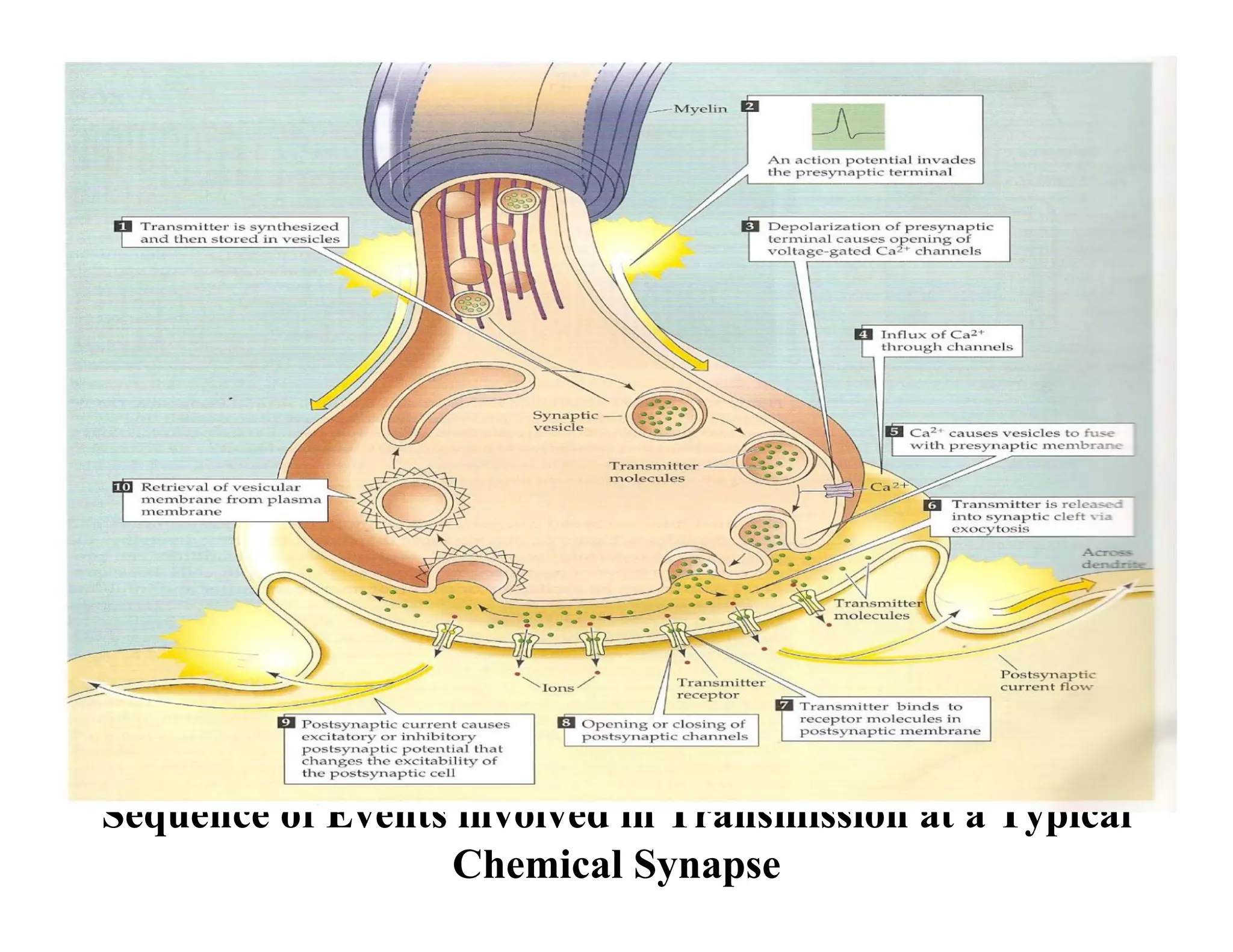 Sequence of Events involved in Transmission at a Typical
                  Chemical Synapse
 