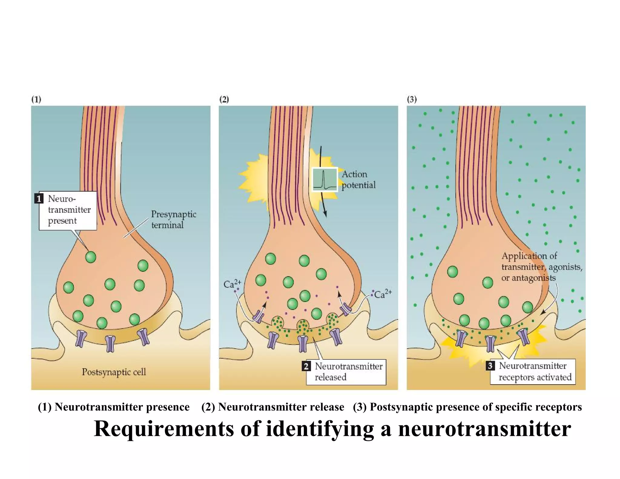 (1) Neurotransmitter presence (2) Neurotransmitter release (3) Postsynaptic presence of specific receptors

          Requirements of identifying a neurotransmitter
 