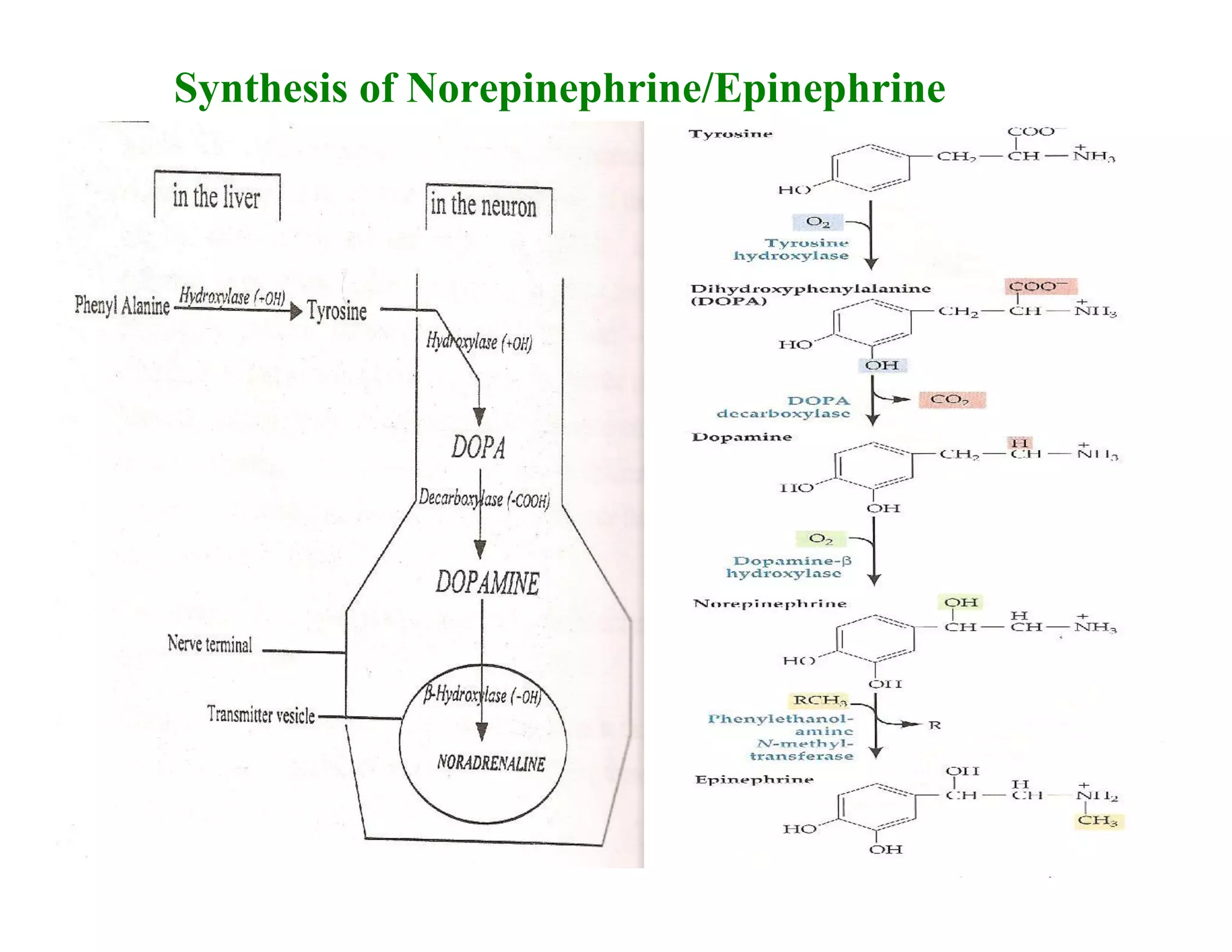 Synthesis of Norepinephrine/Epinephrine
 