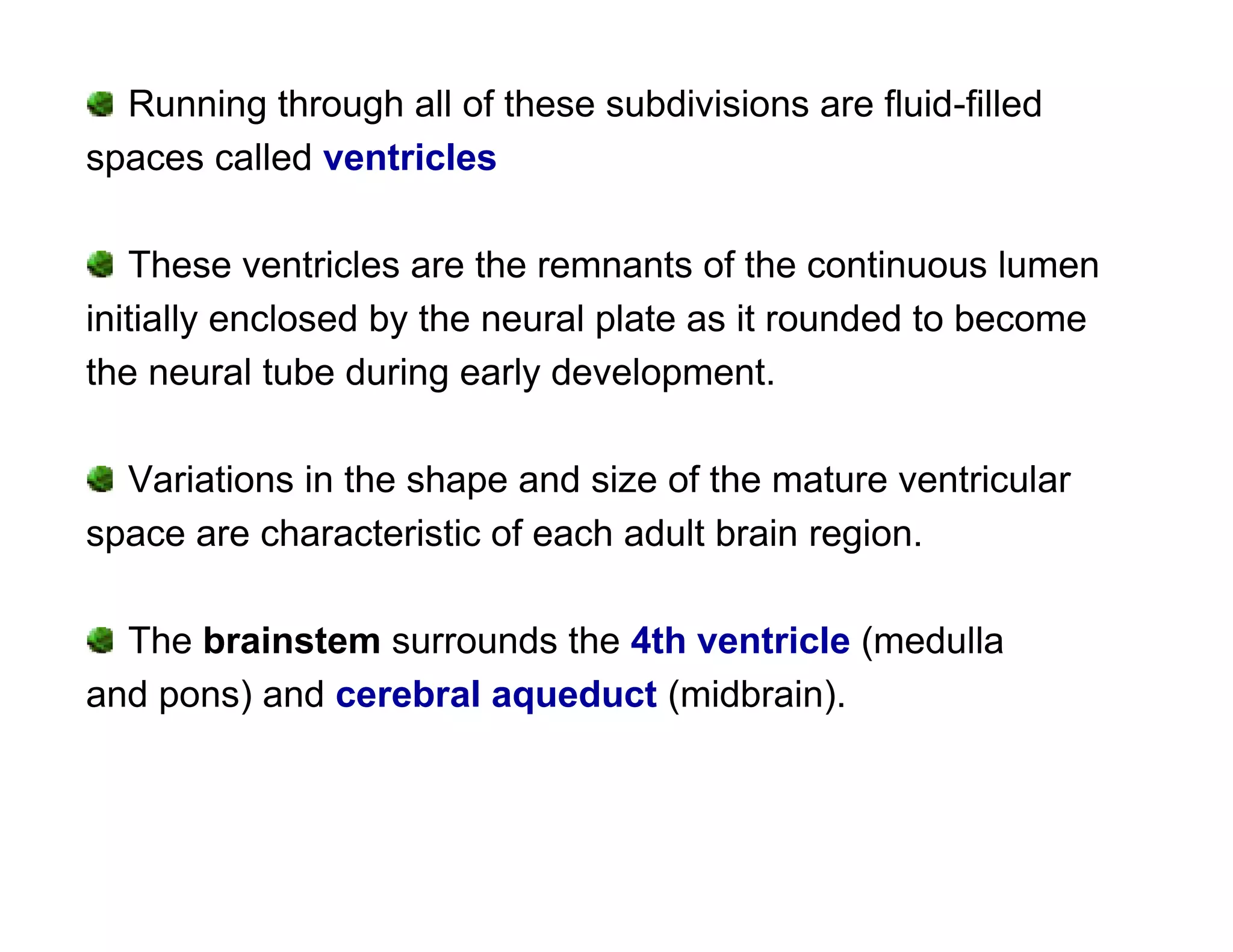 Running through all of these subdivisions are fluid-filled
spaces called ventricles

   These ventricles are the remnants of the continuous lumen
initially enclosed by the neural plate as it rounded to become
the neural tube during early development.

  Variations in the shape and size of the mature ventricular
space are characteristic of each adult brain region.

  The brainstem surrounds the 4th ventricle (medulla
and pons) and cerebral aqueduct (midbrain).
 