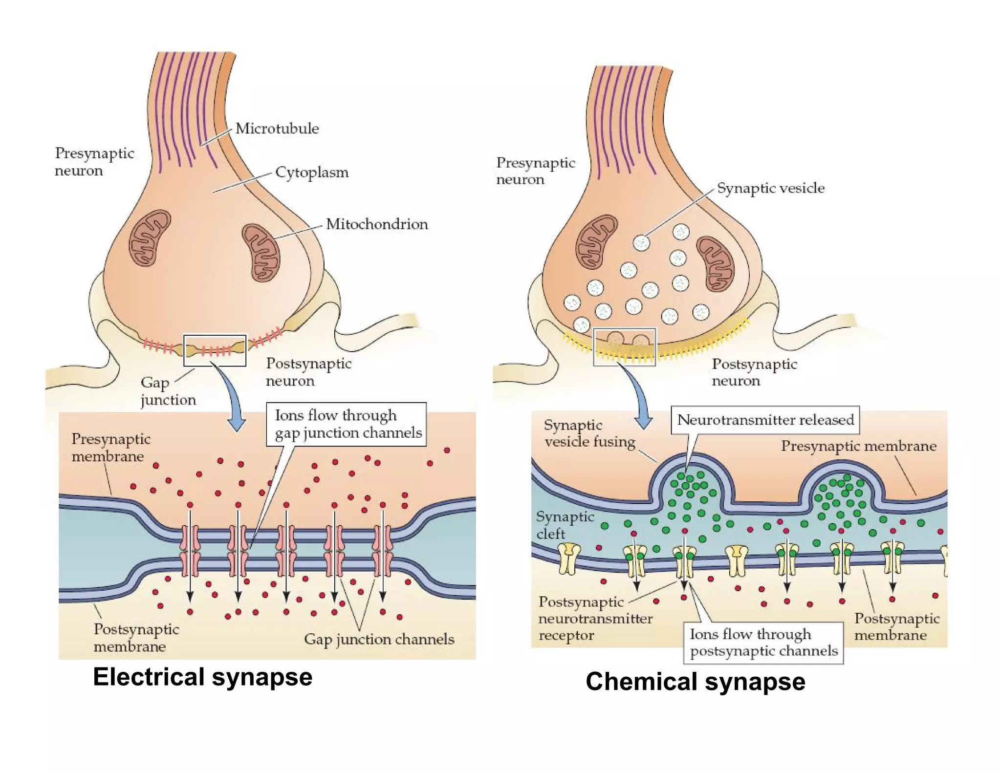 Electrical synapse   Chemical synapse
 