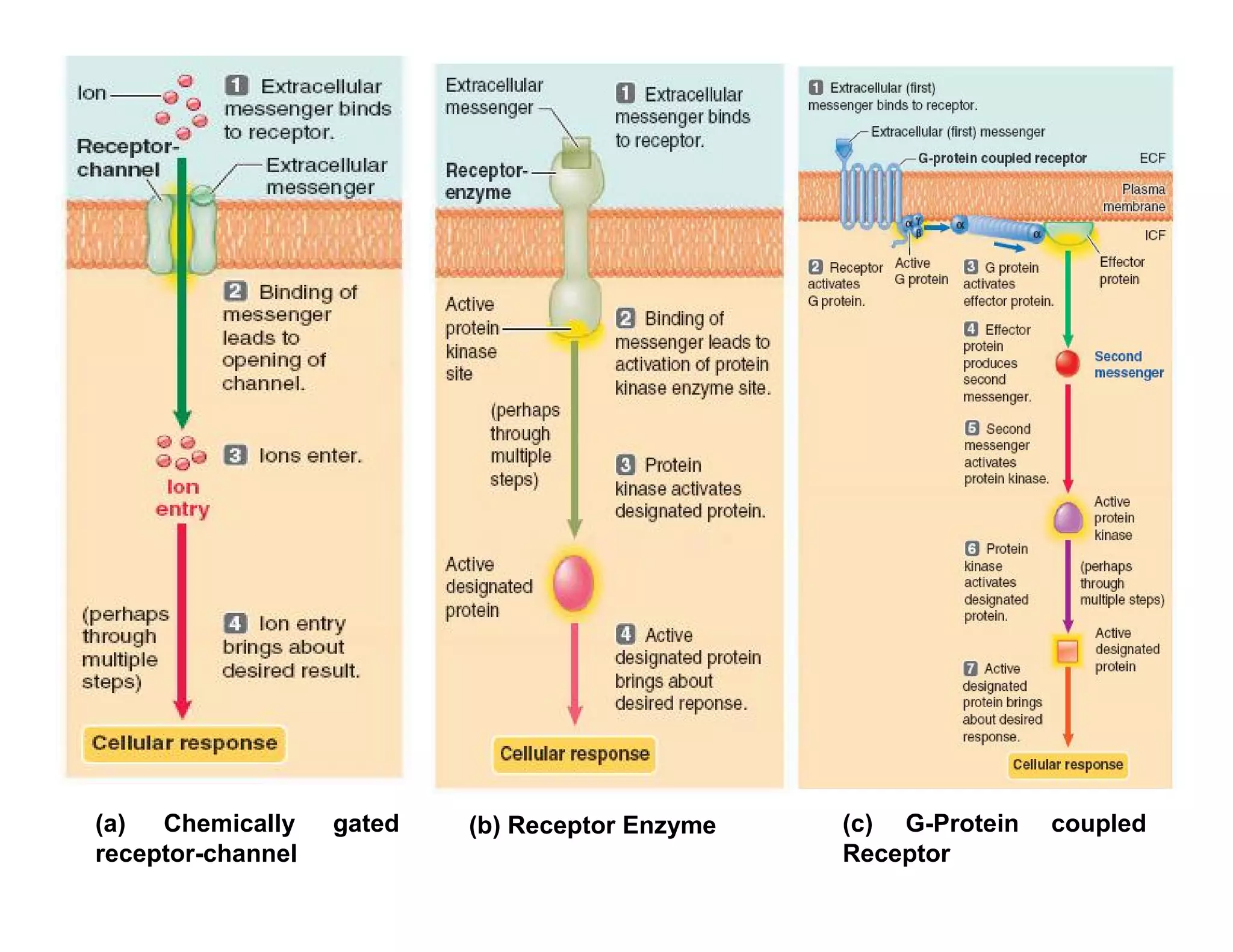 (a)  Chemically    gated   (b) Receptor Enzyme   (c) G-Protein   coupled
receptor-channel                                 Receptor
 