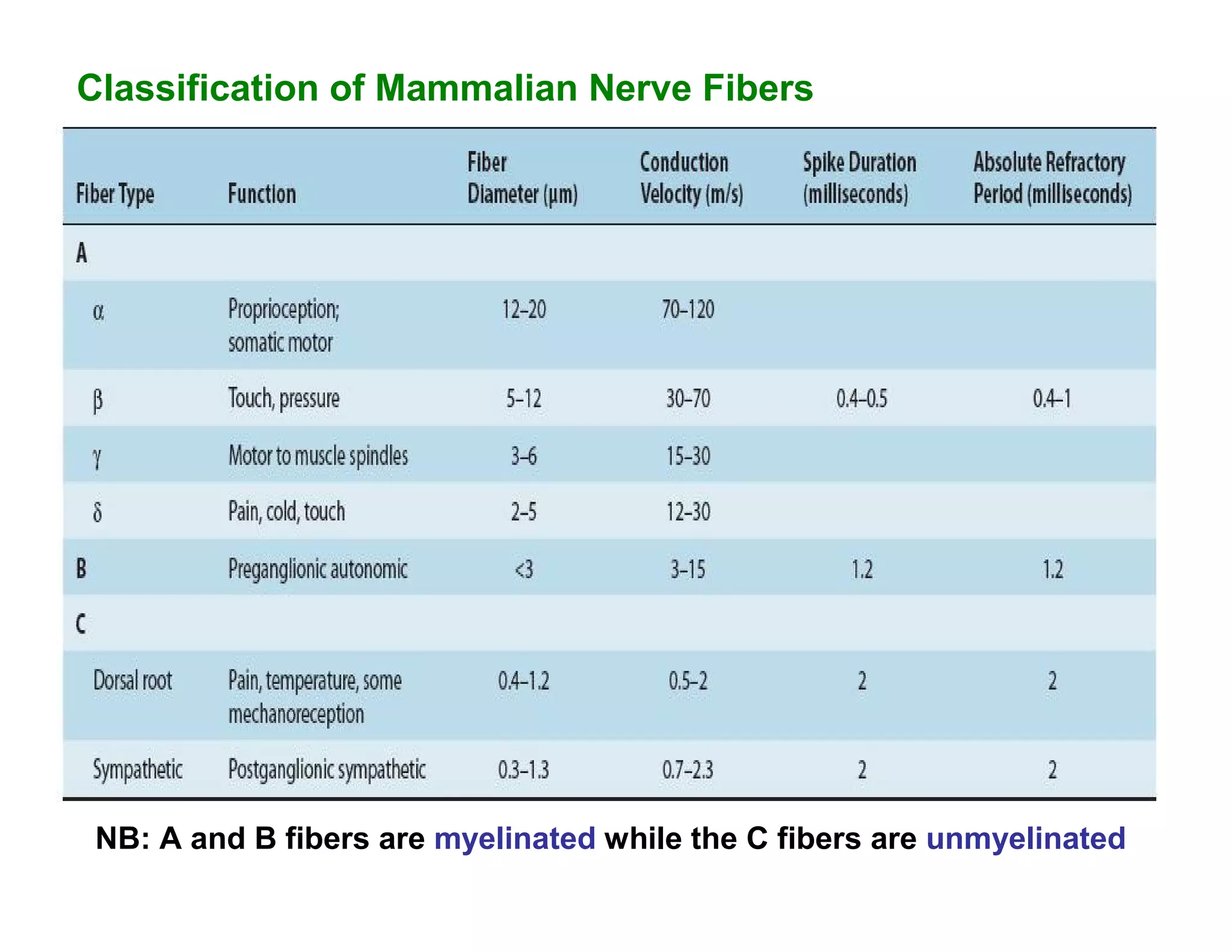 Classification of Mammalian Nerve Fibers




 NB: A and B fibers are myelinated while the C fibers are unmyelinated
 