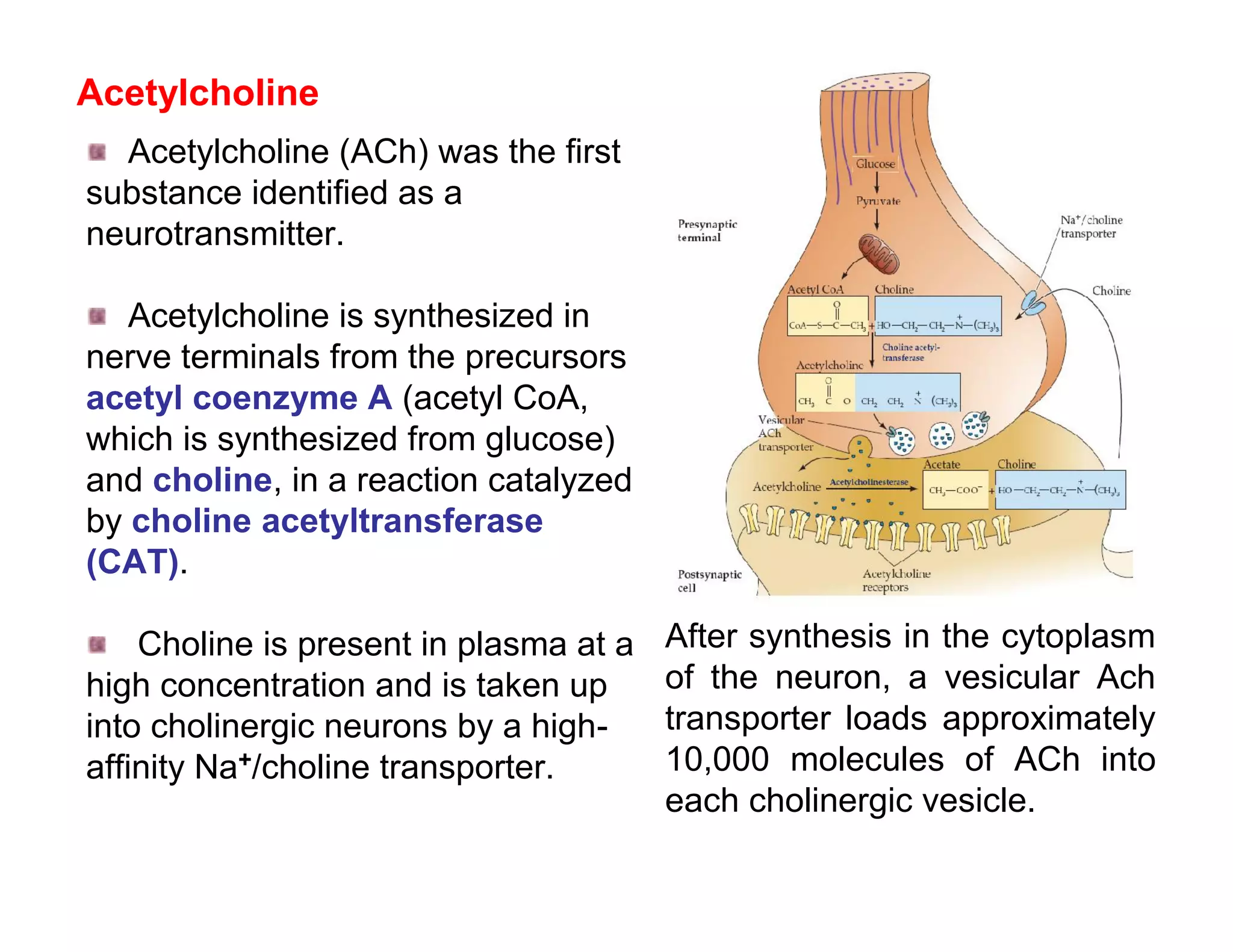 Acetylcholine
  Acetylcholine (ACh) was the first
substance identified as a
neurotransmitter.

   Acetylcholine is synthesized in
nerve terminals from the precursors
acetyl coenzyme A (acetyl CoA,
which is synthesized from glucose)
and choline, in a reaction catalyzed
by choline acetyltransferase
(CAT).

    Choline is present in plasma at a   After synthesis in the cytoplasm
high concentration and is taken up      of the neuron, a vesicular Ach
into cholinergic neurons by a high-     transporter loads approximately
affinity Na+/choline transporter.       10,000 molecules of ACh into
                                        each cholinergic vesicle.
 