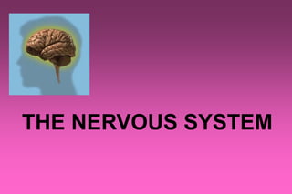 THE NERVOUS SYSTEM
 
