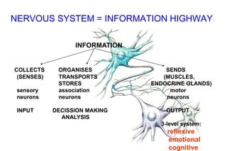 NERVOUS SYSTEM = INFORMATION HIGHWAY
INFORMATION
COLLECTS ORGANISES SENDS
(SENSES) TRANSPORTS (MUSCLES,
STORES ENDOCRINE GLANDS)
sensory association motor
neurons neurons neurons
INPUT DECISSION MAKING OUTPUT
ANALYSIS
3-level system:
reflexive
emotional
cognitive
 