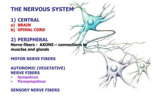 THE NERVOUS SYSTEM
1) CENTRAL
a) BRAIN
b) SPINAL CORD
2) PERIPHERAL
Nerve fibers - AXONS – connections to
muscles and glands
MOTOR NERVE FIBERS
AUTONOMIC (VEGETATIVE)
NERVE FIBERS
• Sympaticus
• Parasympaticus
SENSORY NERVE FIBERS
 
