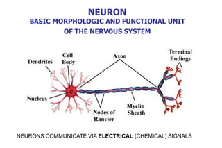 NEURON
BASIC MORPHOLOGIC AND FUNCTIONAL UNIT
OF THE NERVOUS SYSTEM
NEURONS COMMUNICATE VIA ELECTRICAL (CHEMICAL) SIGNALS
 