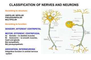 According to structure:
UNIPOLAR, BIPOLAR
PSEUDOUNIPOLAR
MULTIPOLAR
According to function:
SENSORY, AFFERENT CENTRIPETAL
MOTOR, EFFERENT, CENTRIFUGAL
A) Somatic – to skeletal muscles
B) Autonomic – to smooth muscles,
heart and glands
Ba) sympathetic
Bb) parasympathetic
ASOCIATION, INTERNEURONS
Integrative function in central nervous
system
CLASSIFICATION OF NERVES AND NEURONS
 