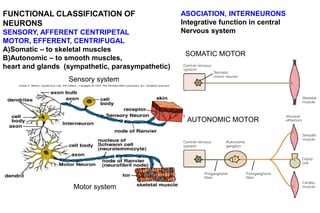 Motor system
Sensory system
FUNCTIONAL CLASSIFICATION OF
NEURONS
SENSORY, AFFERENT CENTRIPETAL
MOTOR, EFFERENT, CENTRIFUGAL
A)Somatic – to skeletal muscles
B)Autonomic – to smooth muscles,
heart and glands (sympathetic, parasympathetic)
ASOCIATION, INTERNEURONS
Integrative function in central
Nervous system
SOMATIC MOTOR
AUTONOMIC MOTOR
 