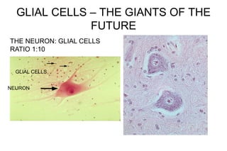GLIAL CELLS – THE GIANTS OF THE
FUTURE
NEURON
GLIAL CELLS
THE NEURON: GLIAL CELLS
RATIO 1:10
 