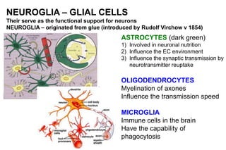NEUROGLIA – GLIAL CELLS
Their serve as the functional support for neurons
NEUROGLIA – originated from glue (introduced by Rudolf Virchow v 1854)
ASTROCYTES (dark green)
1) Involved in neuronal nutrition
2) Influence the EC environment
3) Influence the synaptic transmission by
neurotransmitter reuptake
OLIGODENDROCYTES
Myelination of axones
Influence the transmission speed
MICROGLIA
Immune cells in the brain
Have the capability of
phagocytosis
 
