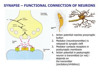 SYNAPSE – FUNCTIONAL CONNECTION OF NEURONS
1. Action potential reaches presynaptic
button
2. Mediator (neurotransmitter) is
released to synaptic cleft
3. Mediator contacts receptors in
postsynaptic membrane
4. Action potential in postsynaptic
neuron is transmitted (or not) -
depends on
the transmitter
(excitatory/inhibitory)
 