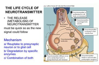 THE LIFE CYCLE OF
NEUROTRANSMITTER
• THE RELEASE
(METABOLISM) OF
NEUROTRANSMITTER
must be quick so as the new
signal could follow
Mechanism
a/ Reuptake to presynaptic
neuron or to glial cell
b/ Degradation by specific
enzymes
c/ Combination of both
 