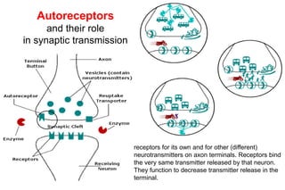 Autoreceptors
and their role
in synaptic transmission
receptors for its own and for other (different)
neurotransmitters on axon terminals. Receptors bind
the very same transmitter released by that neuron.
They function to decrease transmitter release in the
terminal.
 