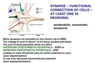 Many synapses are activated on one neuron (up to 5000)
The voltage of each is about 1-4 mV (local, graded potentials)
The sum of local potentials which are either
EXCITATORY POSTSYNAPTIC POTENTIALS – EPSP or
INHIBITORY POSTSYNAPTIC POTENTIALS - IPSP
enables to reach threshold value for action potential on axon
(axon depolarization)
or can even decrease transmembrane potential
(axon hyperpolarization).
axodendritic, axosomatic,
axoaxonal
SYNAPSE – FUNCTIONAL
CONNECTION OF CELLS –
AT LEAST ONE IS
NEURONAL
 