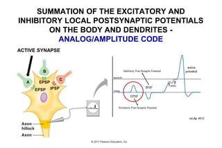 SUMMATION OF THE EXCITATORY AND
INHIBITORY LOCAL POSTSYNAPTIC POTENTIALS
ON THE BODY AND DENDRITES -
ANALOG/AMPLITUDE CODE
ACTIVE SYNAPSE
 